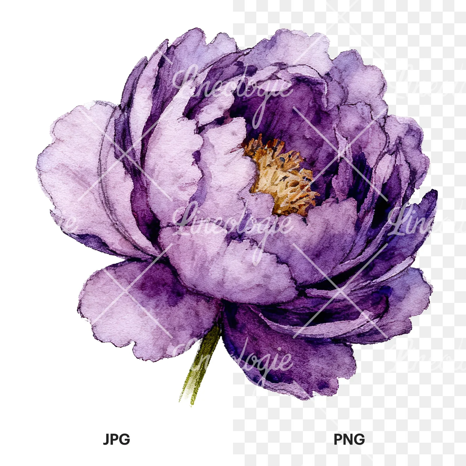 Watercolor pink and purple peony bloom clipart 6 of 12, as a JPG on white and a transparent PNG
