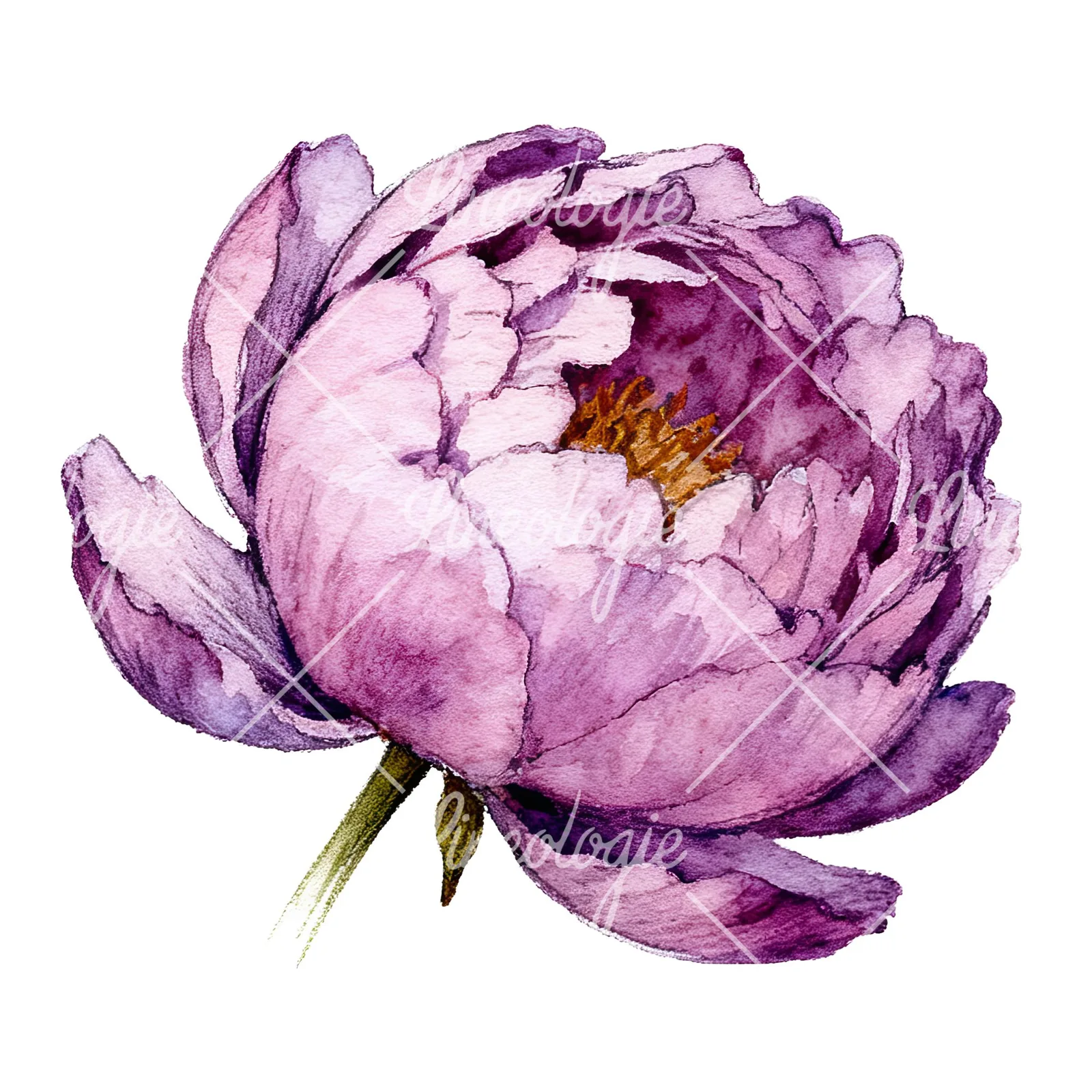 Watercolor pink and purple peony bloom clipart 7 of 12 on a white background (JPG)