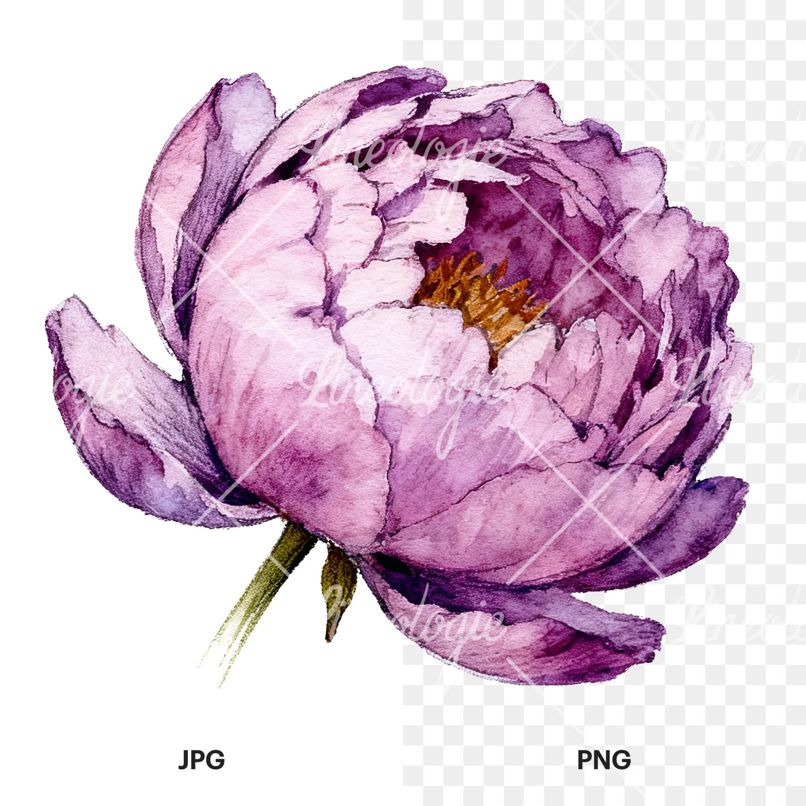 Watercolor pink and purple peony bloom clipart 7 of 12, as a JPG on white and a transparent PNG