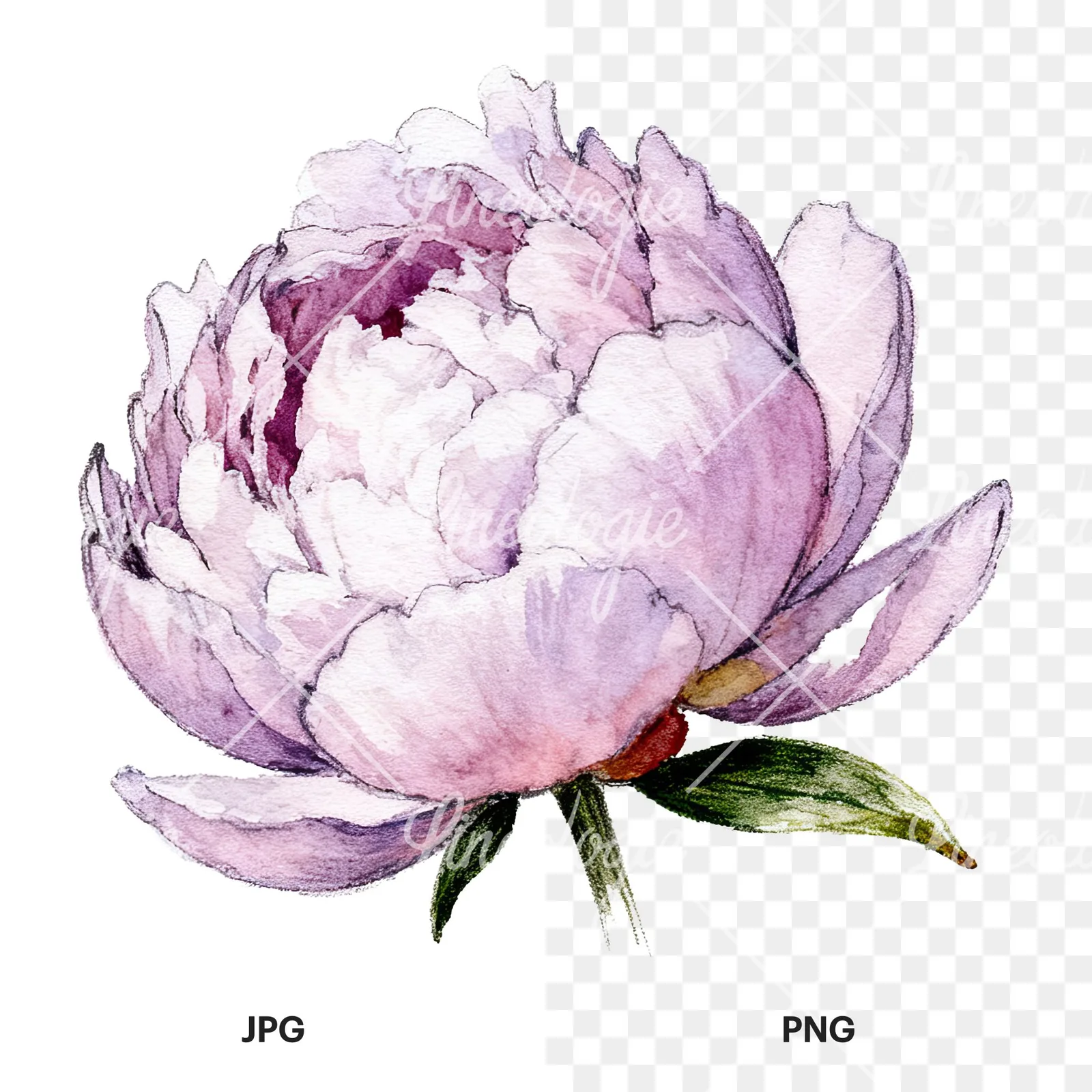 Watercolor pink and purple peony bloom clipart 8 of 12, as a JPG on white and a transparent PNG