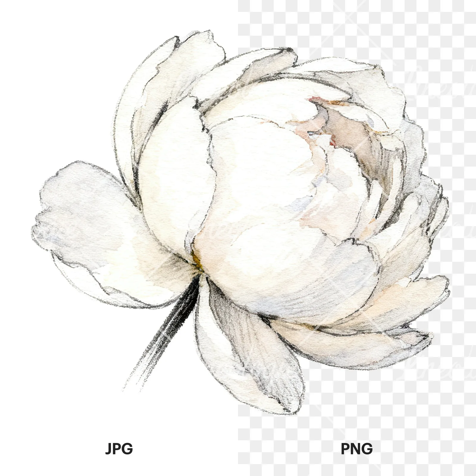 Watercolor pink and purple peony bloom clipart 9 of 12, as a JPG on white and a transparent PNG