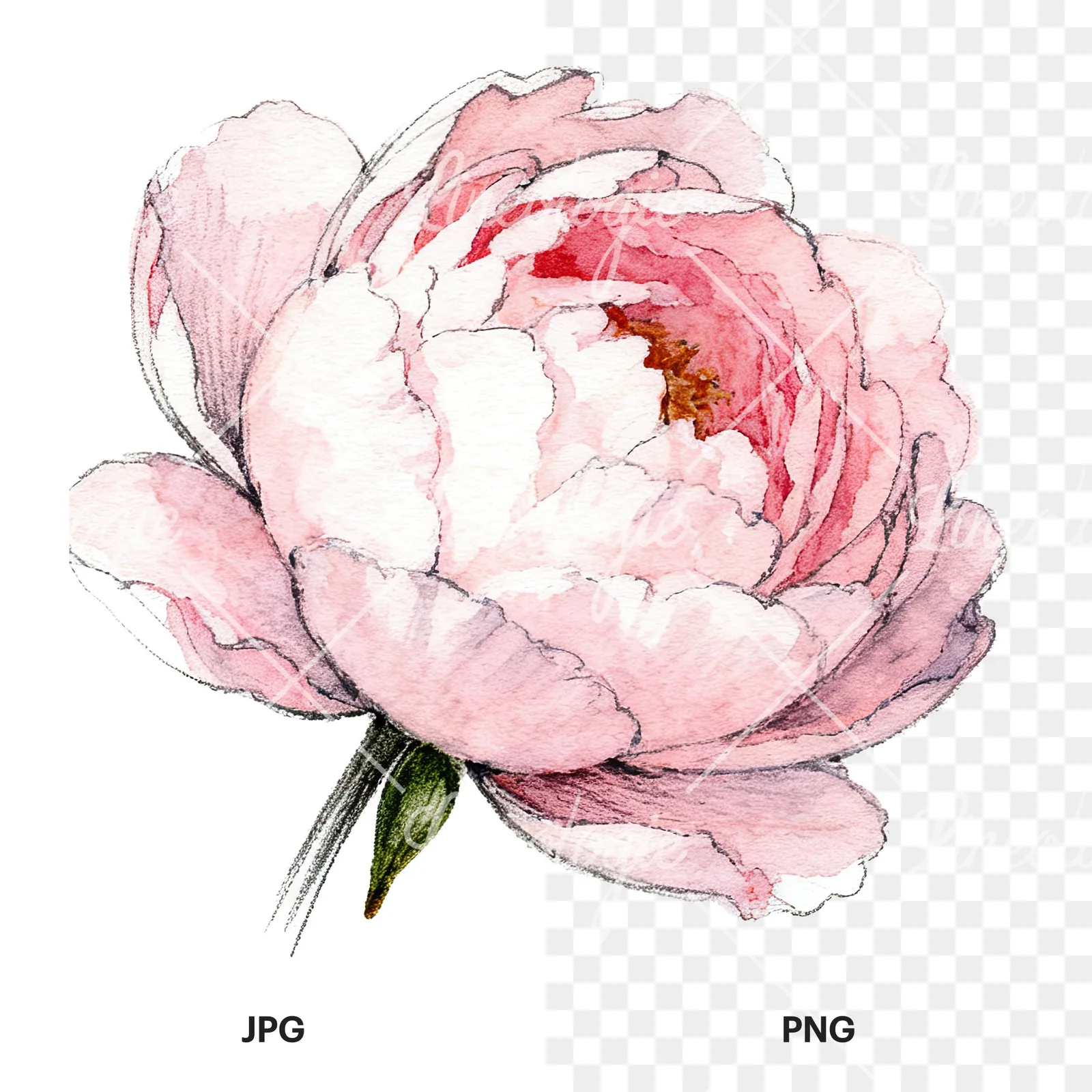 Watercolor pink and purple peony bloom clipart 10 of 12, as a JPG on white and a transparent PNG