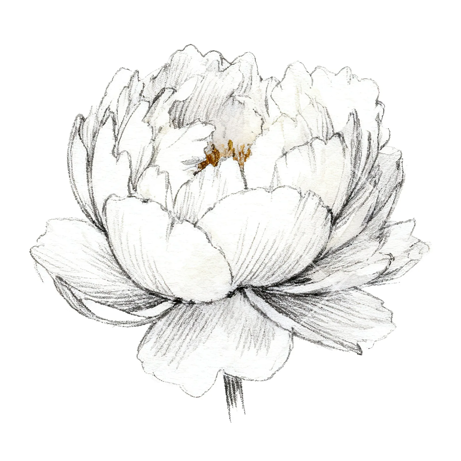 Watercolor pink and purple peony bloom clipart 11 of 12 on a white background (JPG)