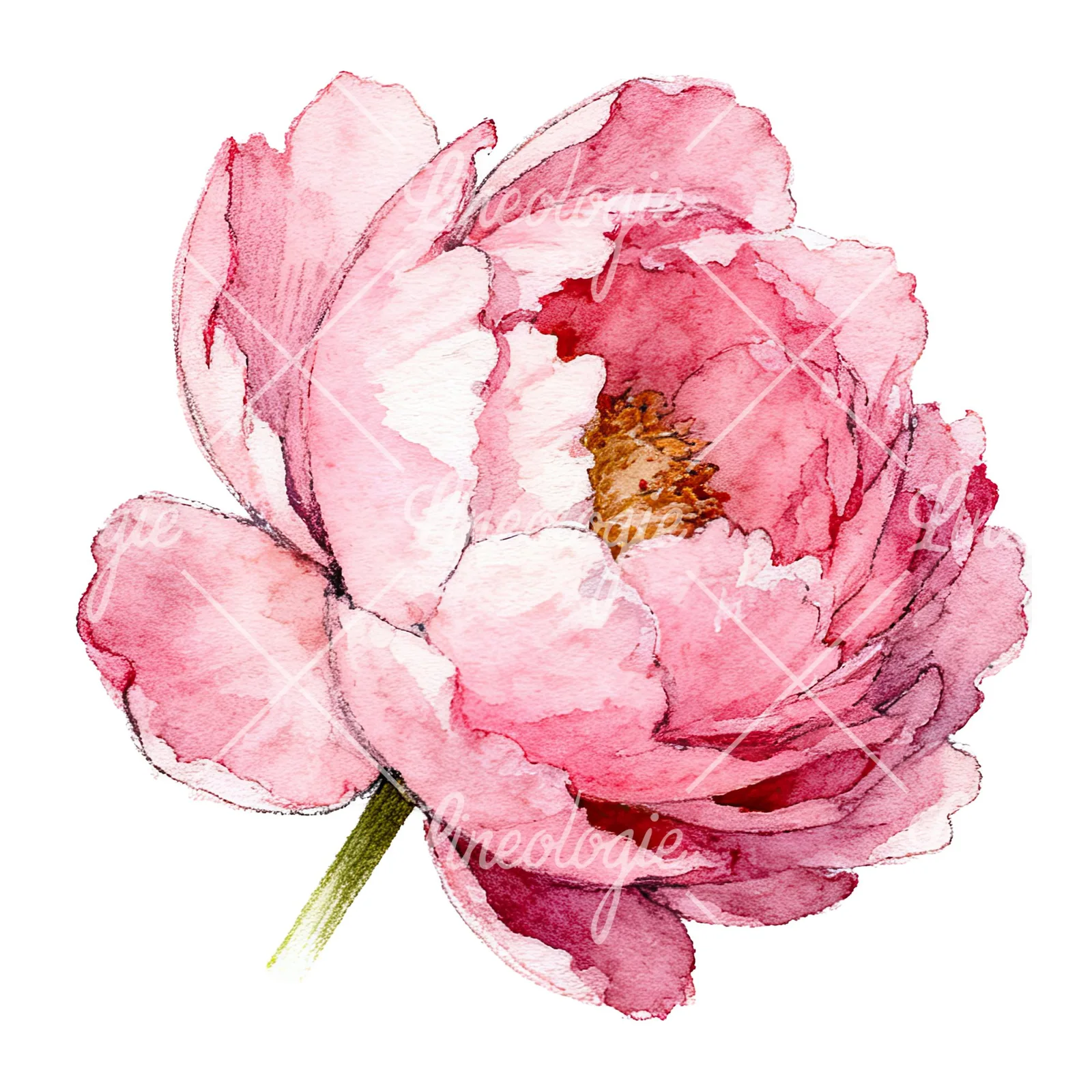 Watercolor pink and purple peony bloom clipart 12 of 12 on a white background (JPG)