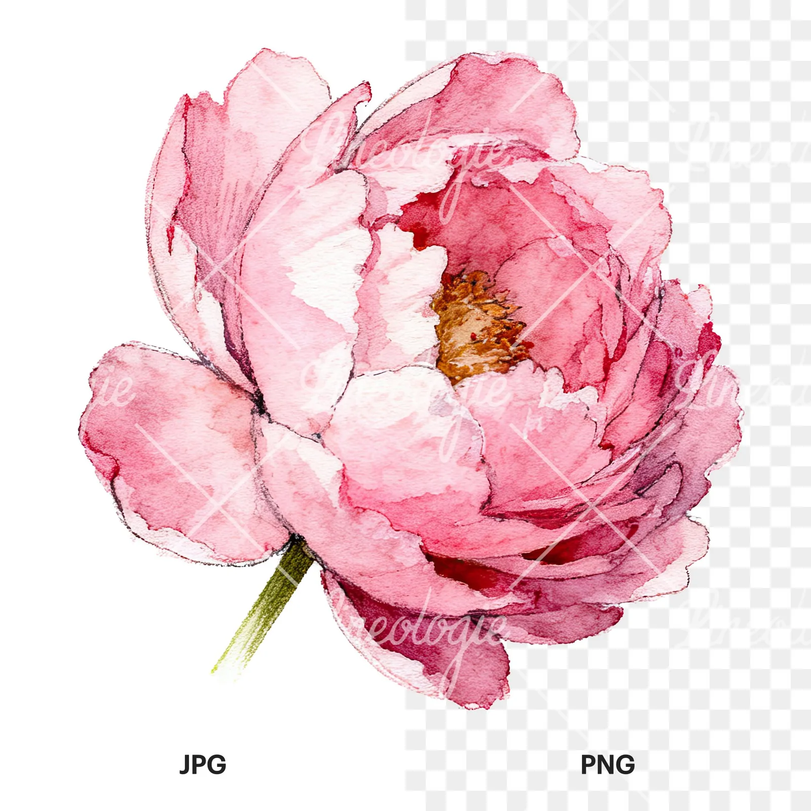 Watercolor pink and purple peony bloom clipart 12 of 12, as a JPG on white and a transparent PNG