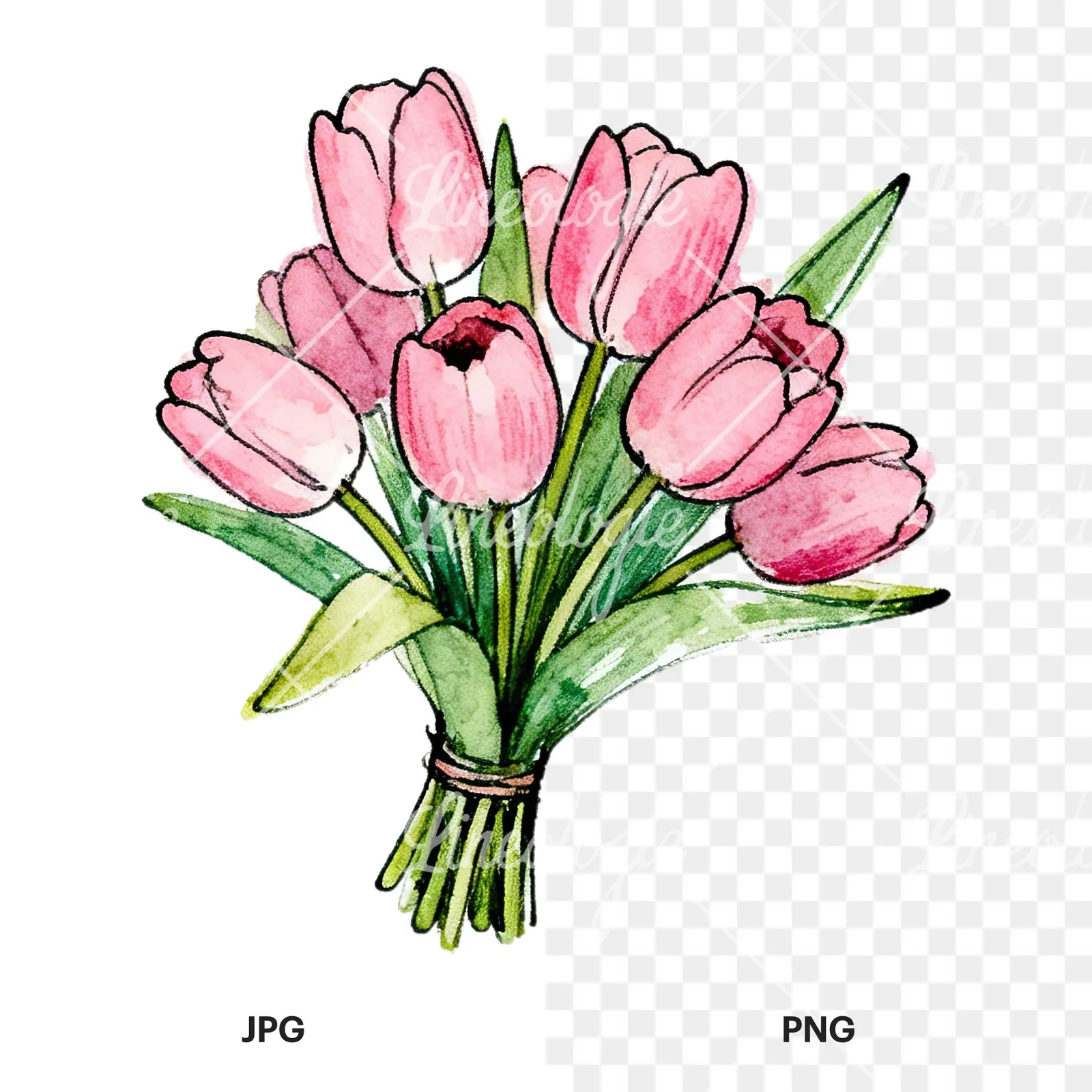 Watercolor pink tulip bouquet with open flowers clipart 1 of 12, as a JPG on white and a transparent PNG