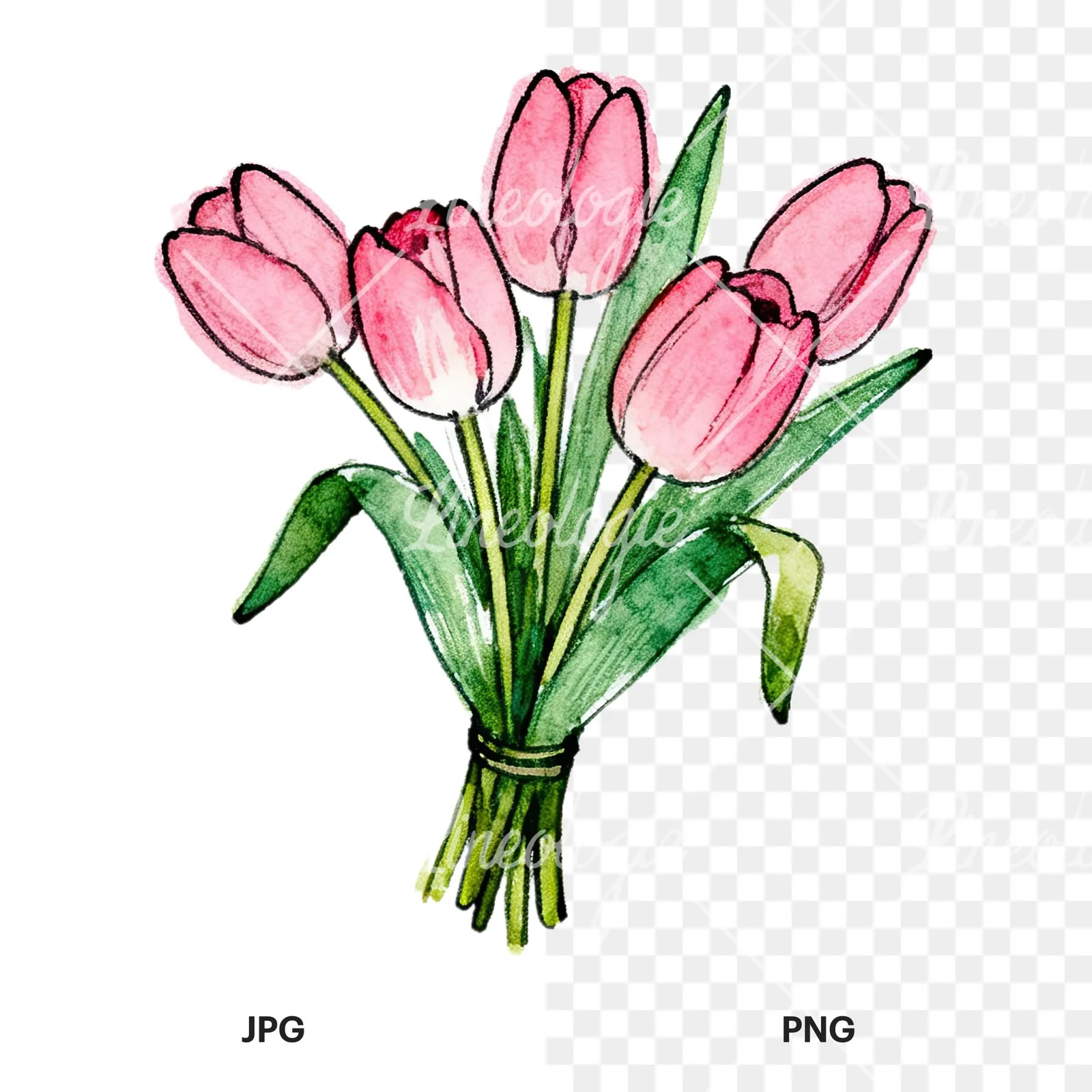 Watercolor pink tulip bouquet with open flowers clipart 3 of 12, as a JPG on white and a transparent PNG