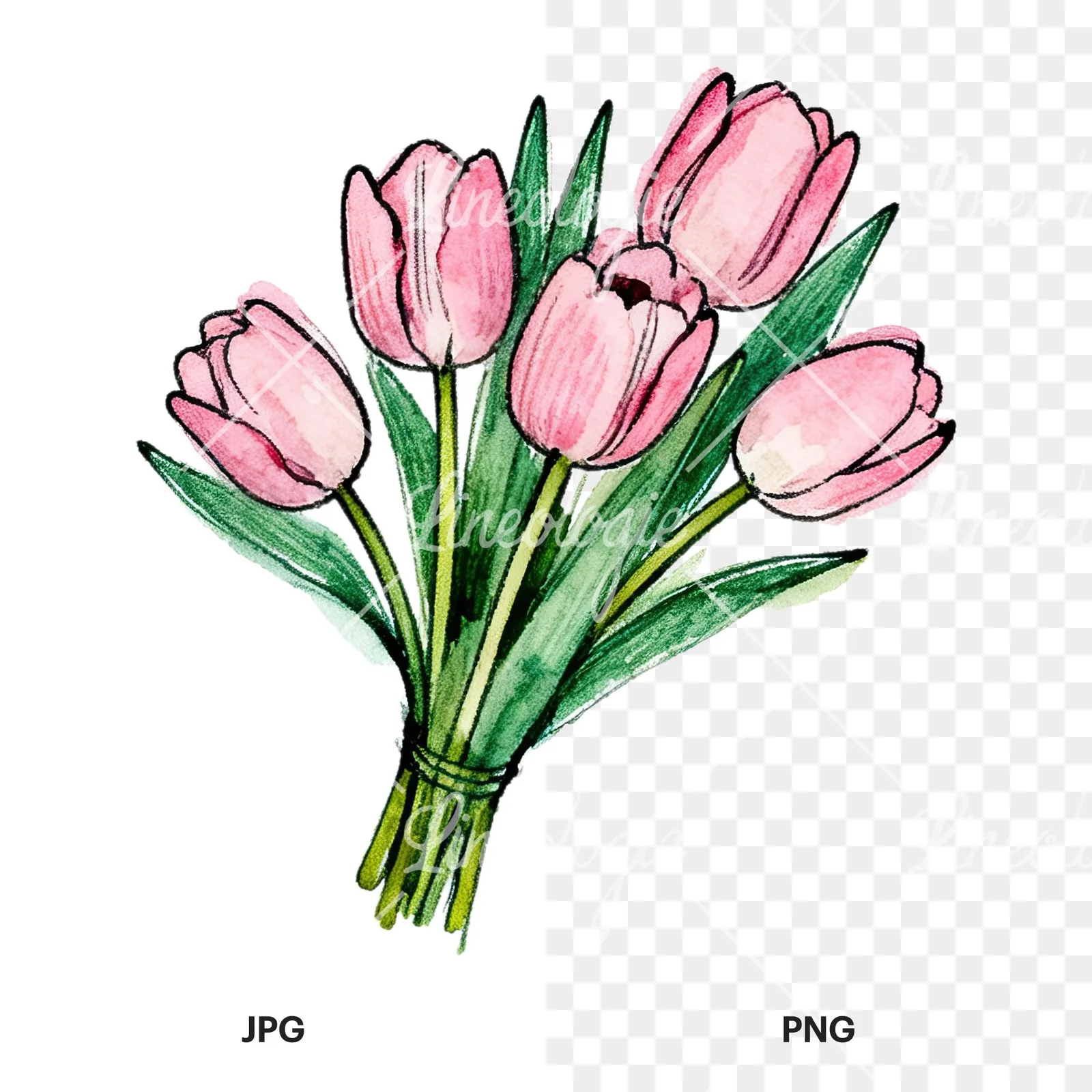 Watercolor pink tulip bouquet with open flowers clipart 5 of 12, as a JPG on white and a transparent PNG