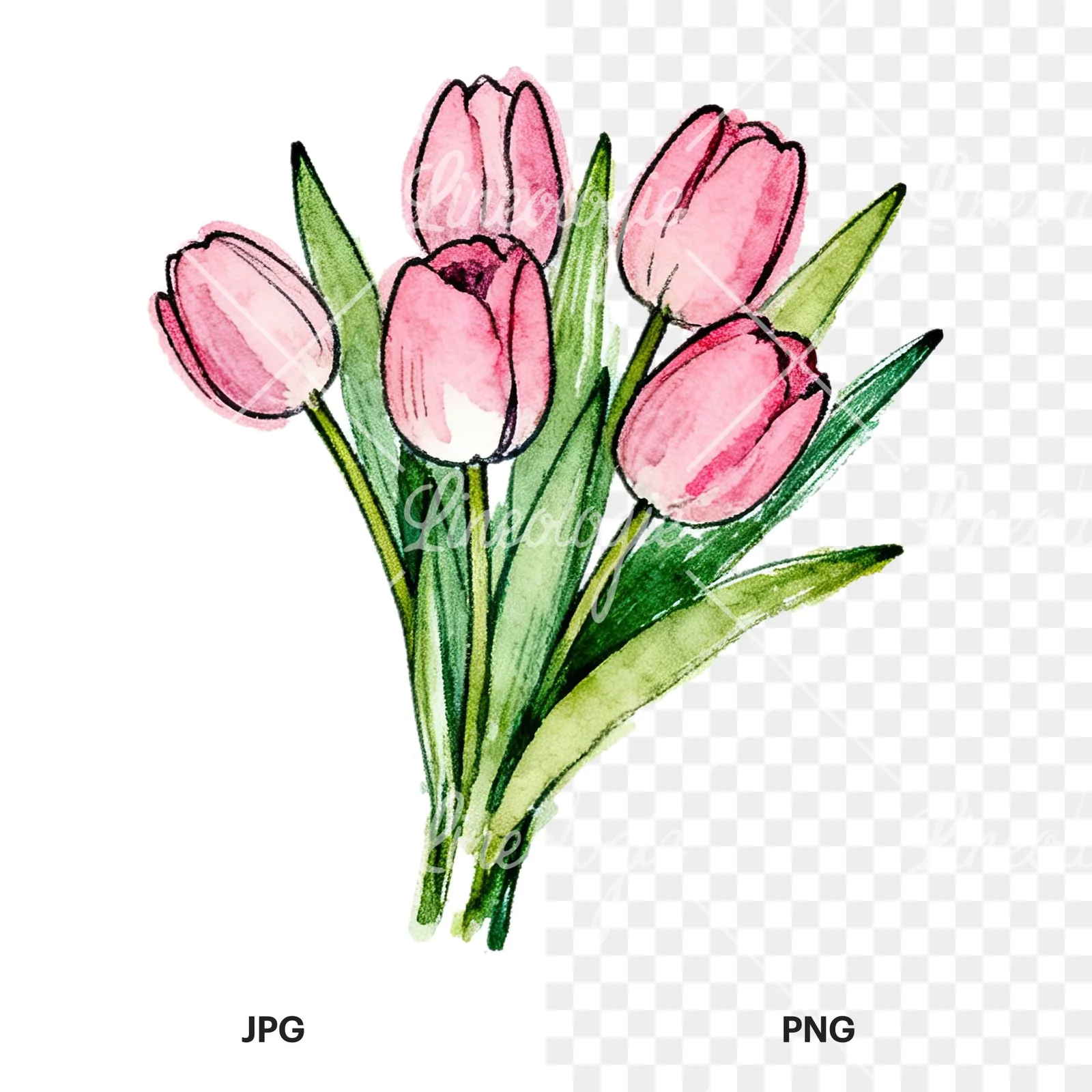 Watercolor pink tulip bouquet with open flowers clipart 6 of 12, as a JPG on white and a transparent PNG