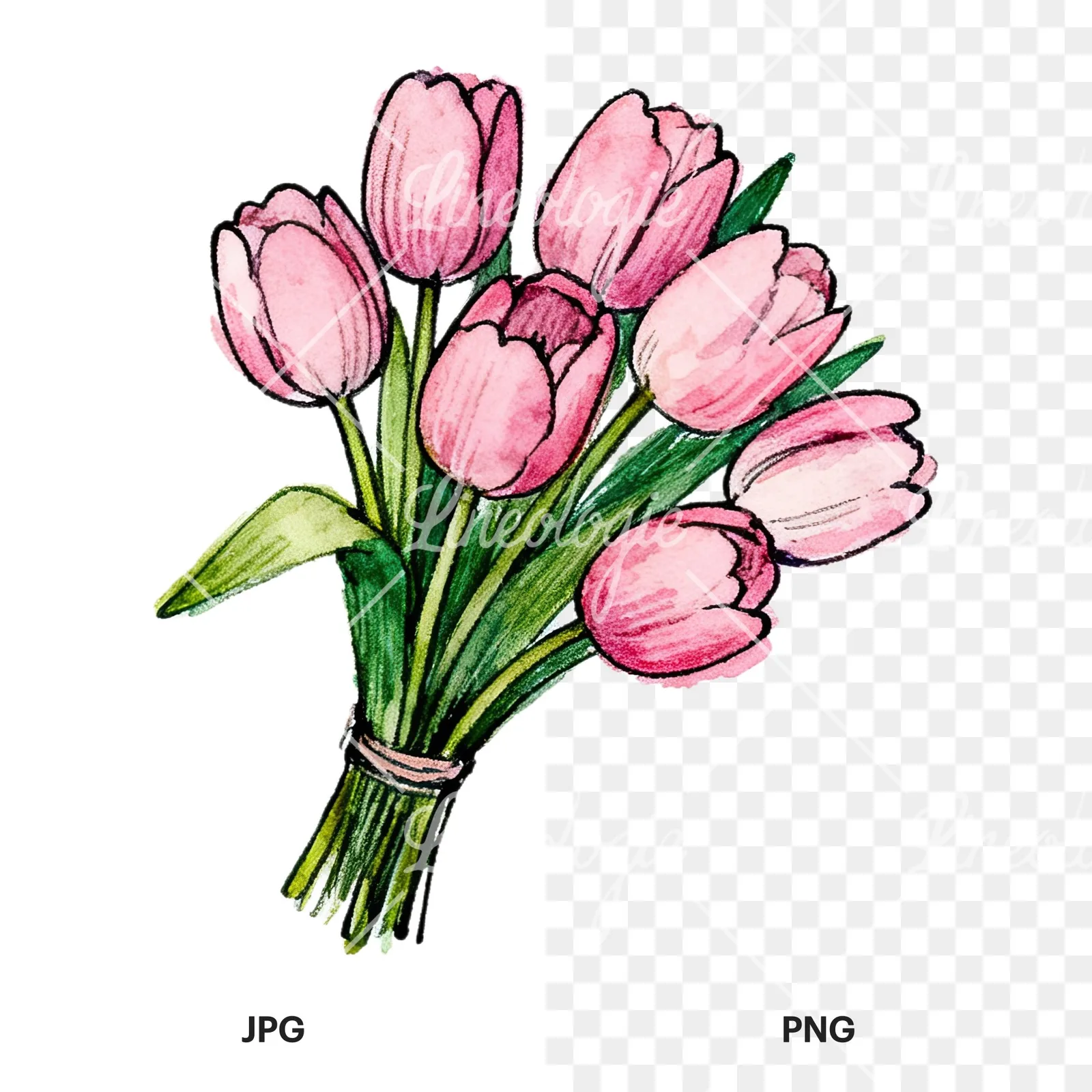 Watercolor pink tulip bouquet with open flowers clipart 8 of 12, as a JPG on white and a transparent PNG
