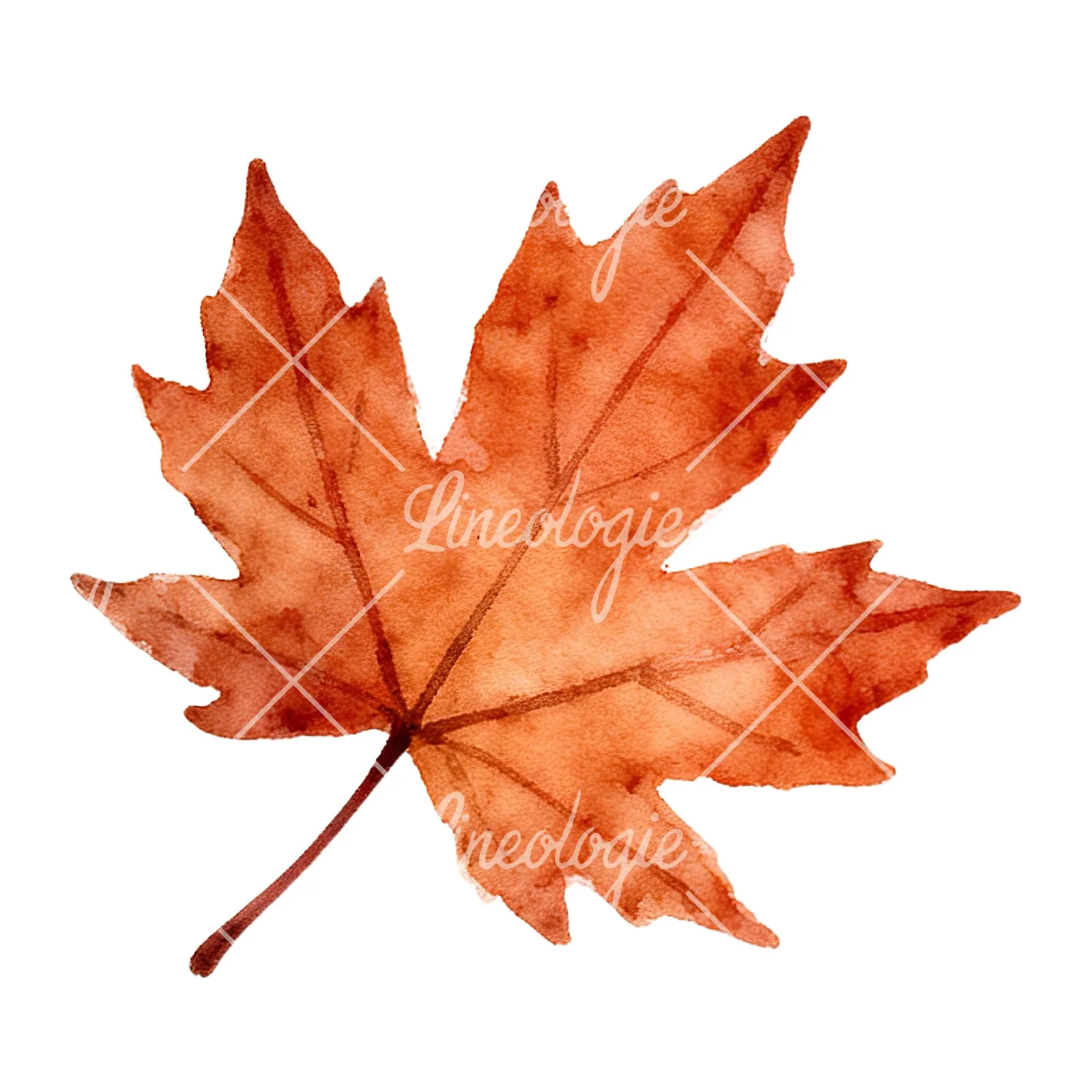 Watercolor autumn leaf with ginkgo clipart 1 of 12 on a white background (JPG)