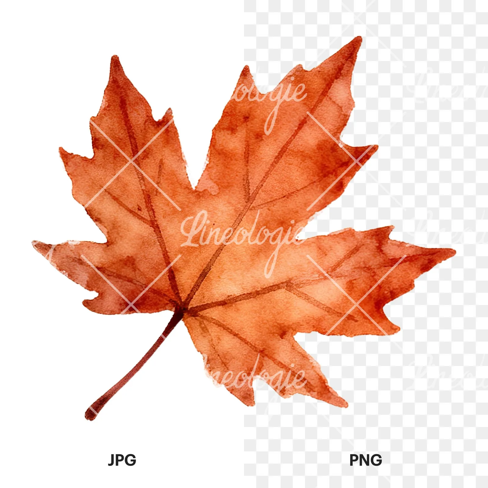 Watercolor autumn leaf with ginkgo clipart 1 of 12, as a JPG on white and a transparent PNG