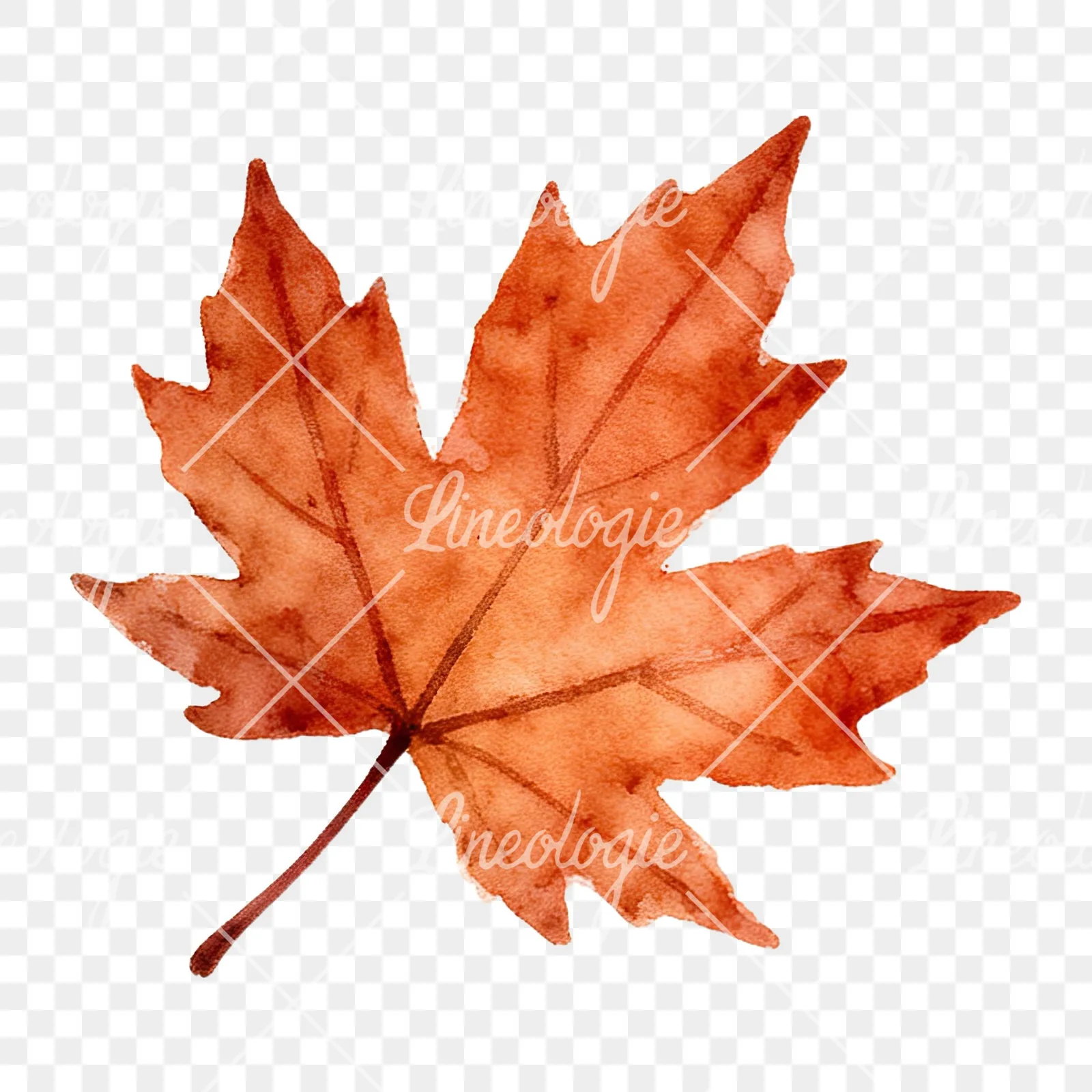 Watercolor autumn leaf with ginkgo clipart 1 of 12 on a transparent background (PNG)