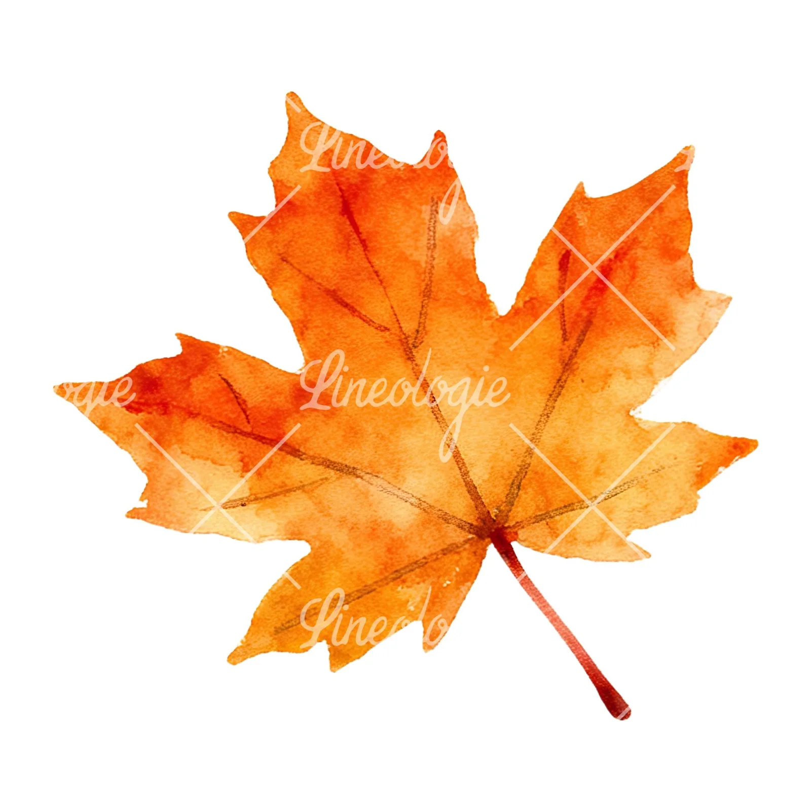 Watercolor autumn leaf with ginkgo clipart 2 of 12 on a white background (JPG)