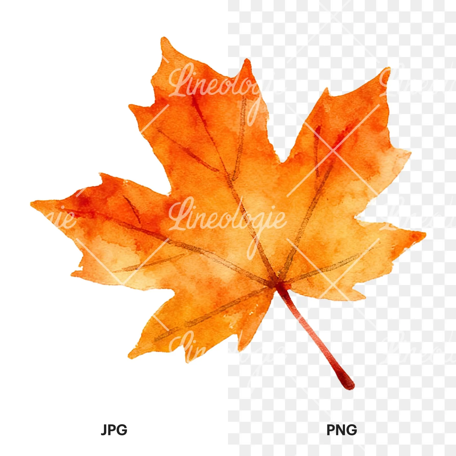 Watercolor autumn leaf with ginkgo clipart 2 of 12, as a JPG on white and a transparent PNG