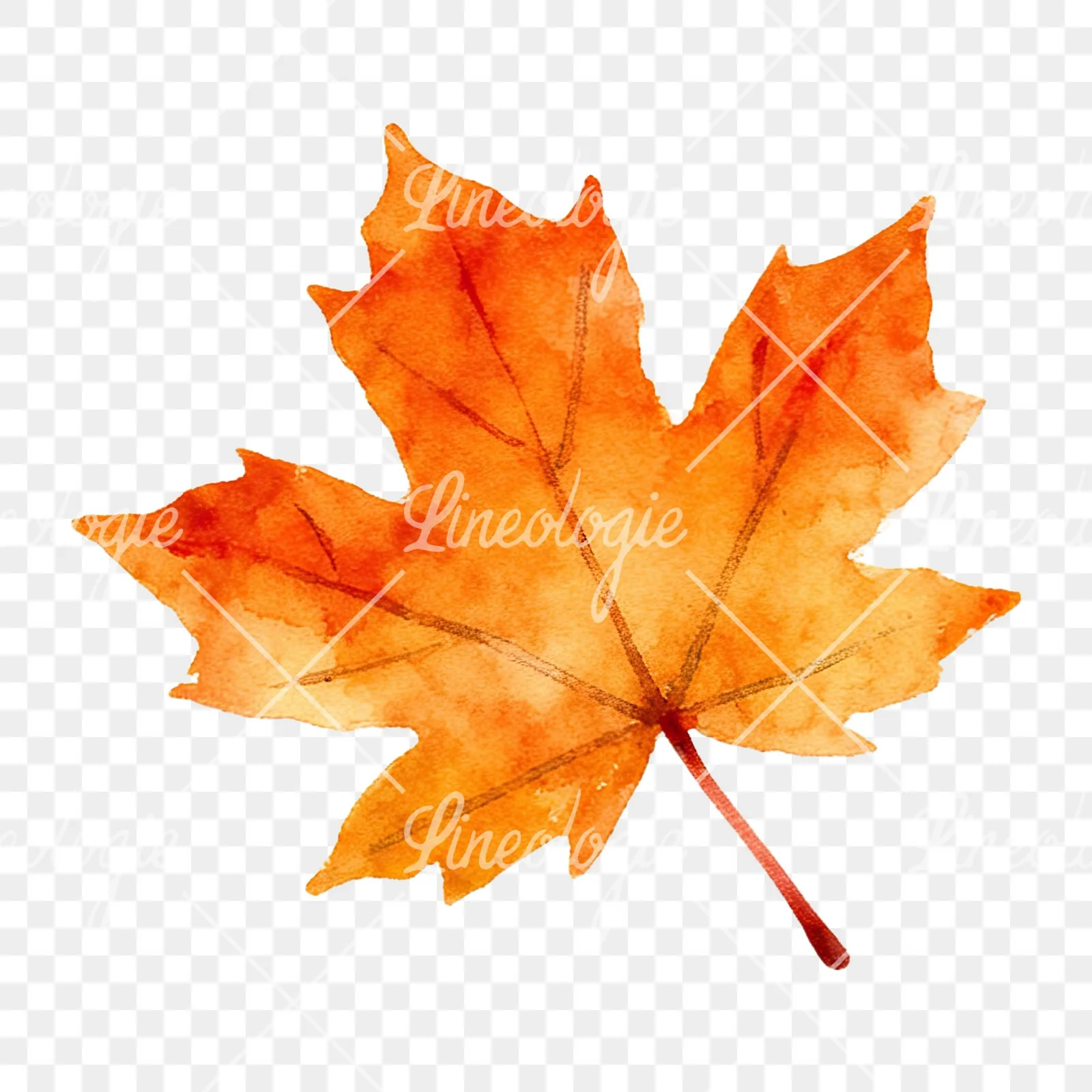 Watercolor autumn leaf with ginkgo clipart 2 of 12 on a transparent background (PNG)