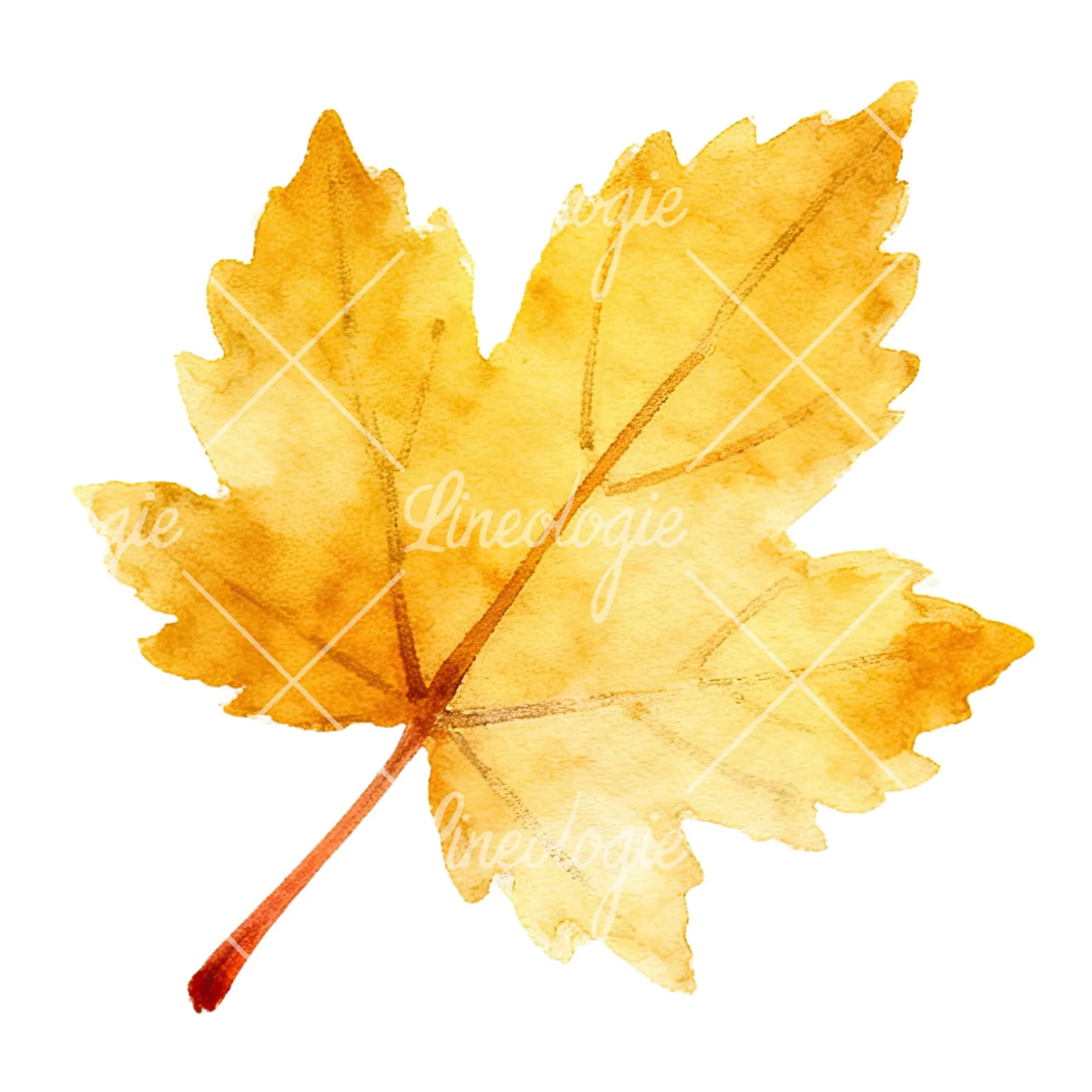 Watercolor autumn leaf with ginkgo clipart 3 of 12 on a white background (JPG)