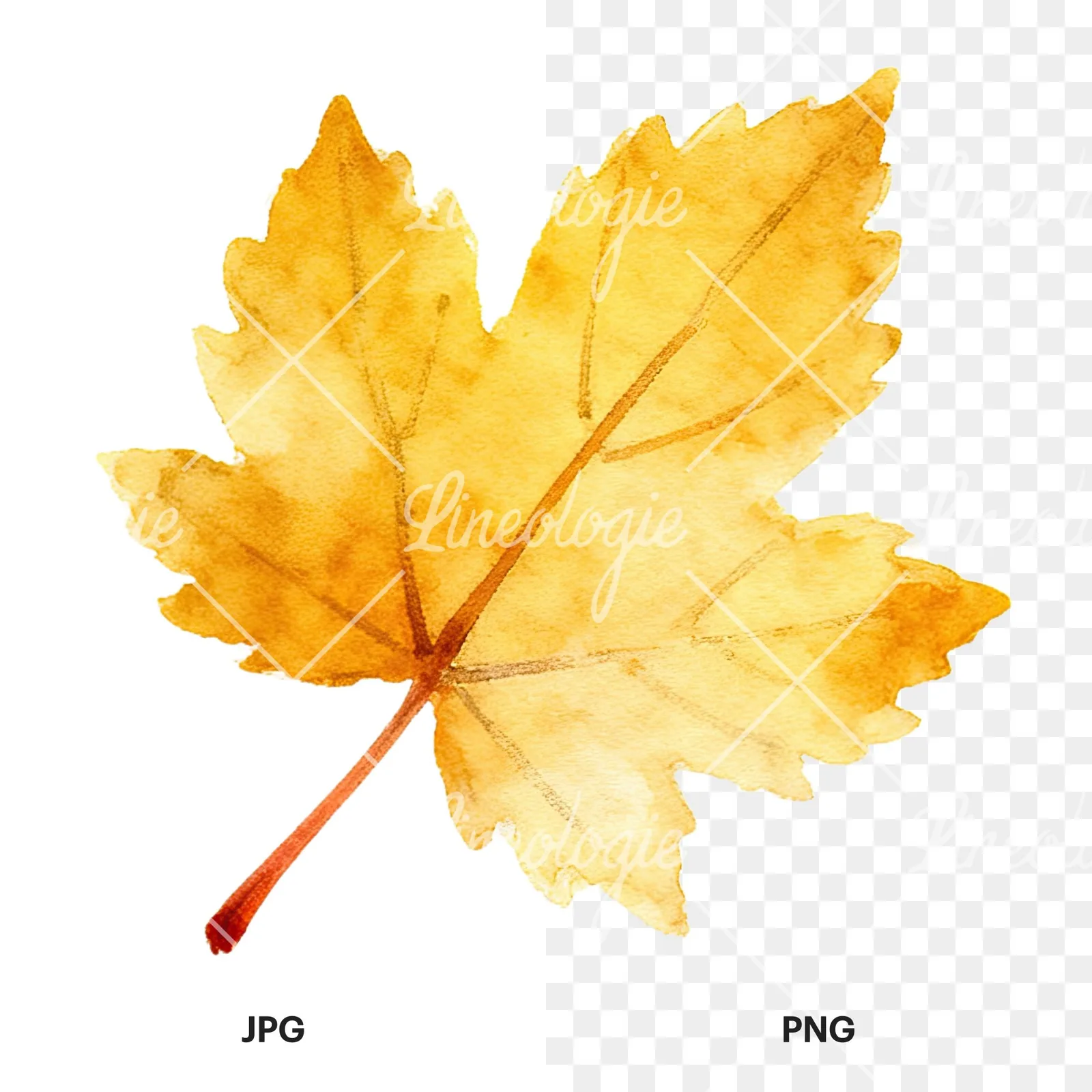 Watercolor autumn leaf with ginkgo clipart 3 of 12, as a JPG on white and a transparent PNG
