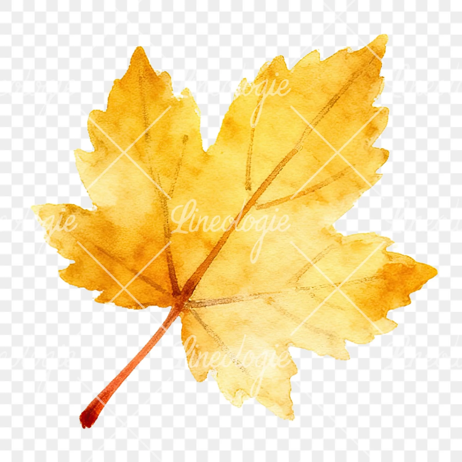 Watercolor autumn leaf with ginkgo clipart 3 of 12 on a transparent background (PNG)