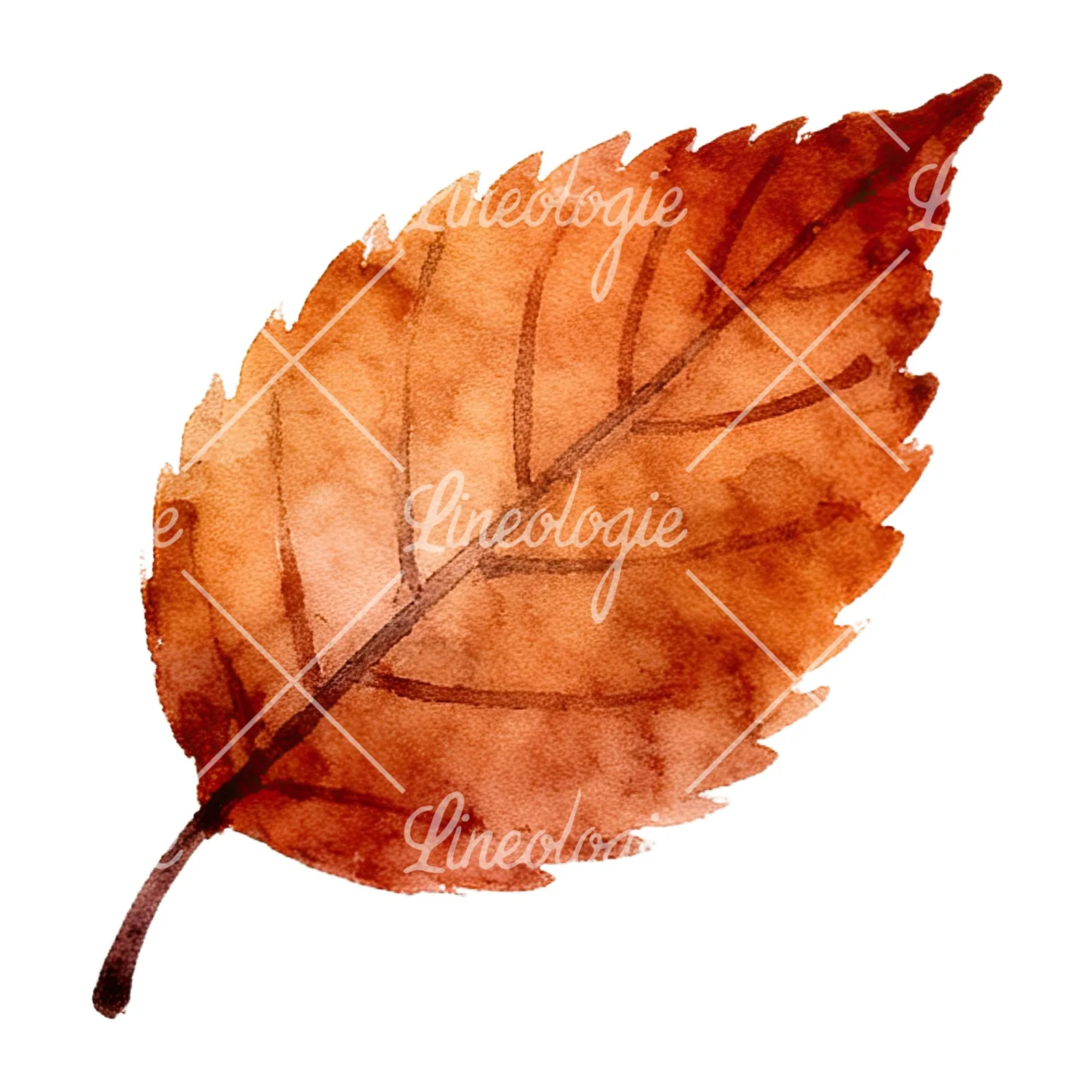 Watercolor autumn leaf with ginkgo clipart 4 of 12 on a white background (JPG)