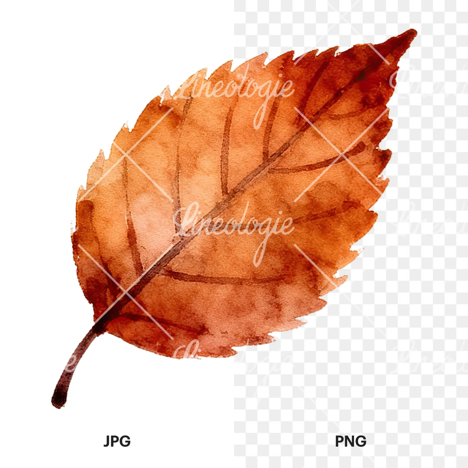 Watercolor autumn leaf with ginkgo clipart 4 of 12, as a JPG on white and a transparent PNG