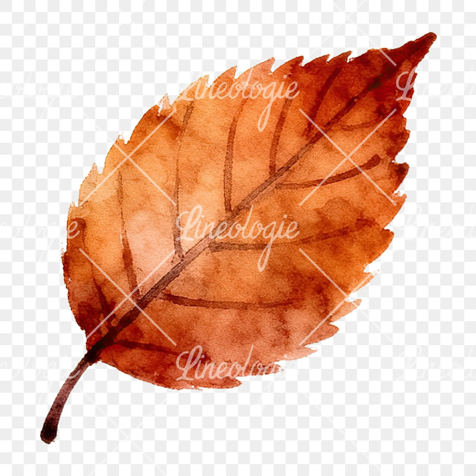 Watercolor autumn leaf with ginkgo clipart 4 of 12 on a transparent background (PNG)