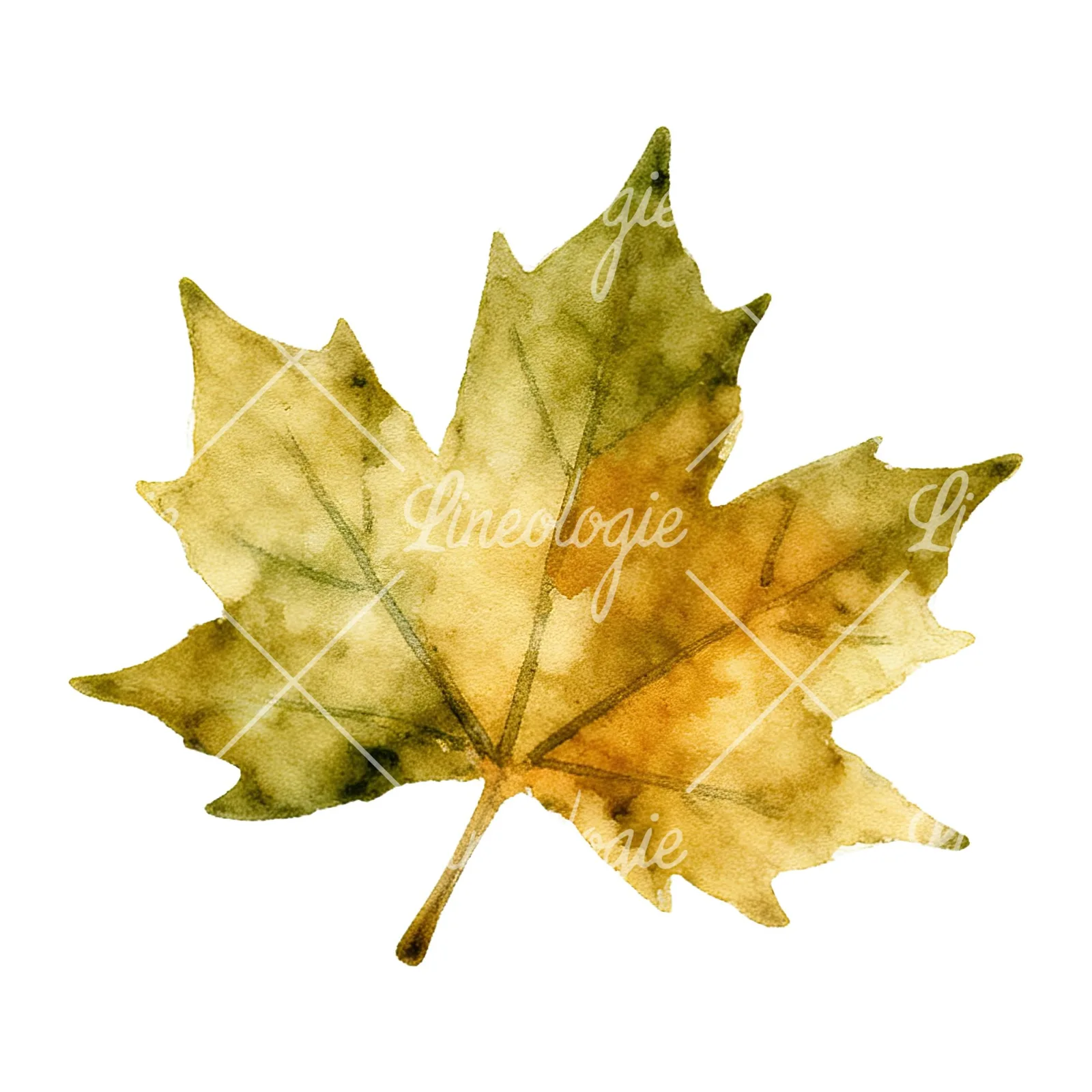 Watercolor autumn leaf with ginkgo clipart 5 of 12 on a white background (JPG)