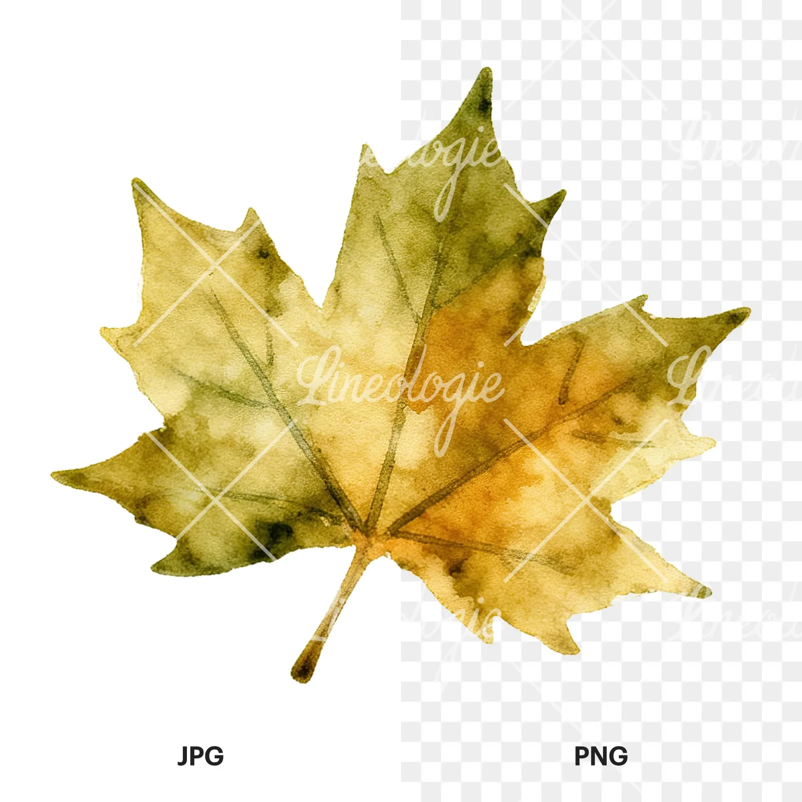 Watercolor autumn leaf with ginkgo clipart 5 of 12, as a JPG on white and a transparent PNG