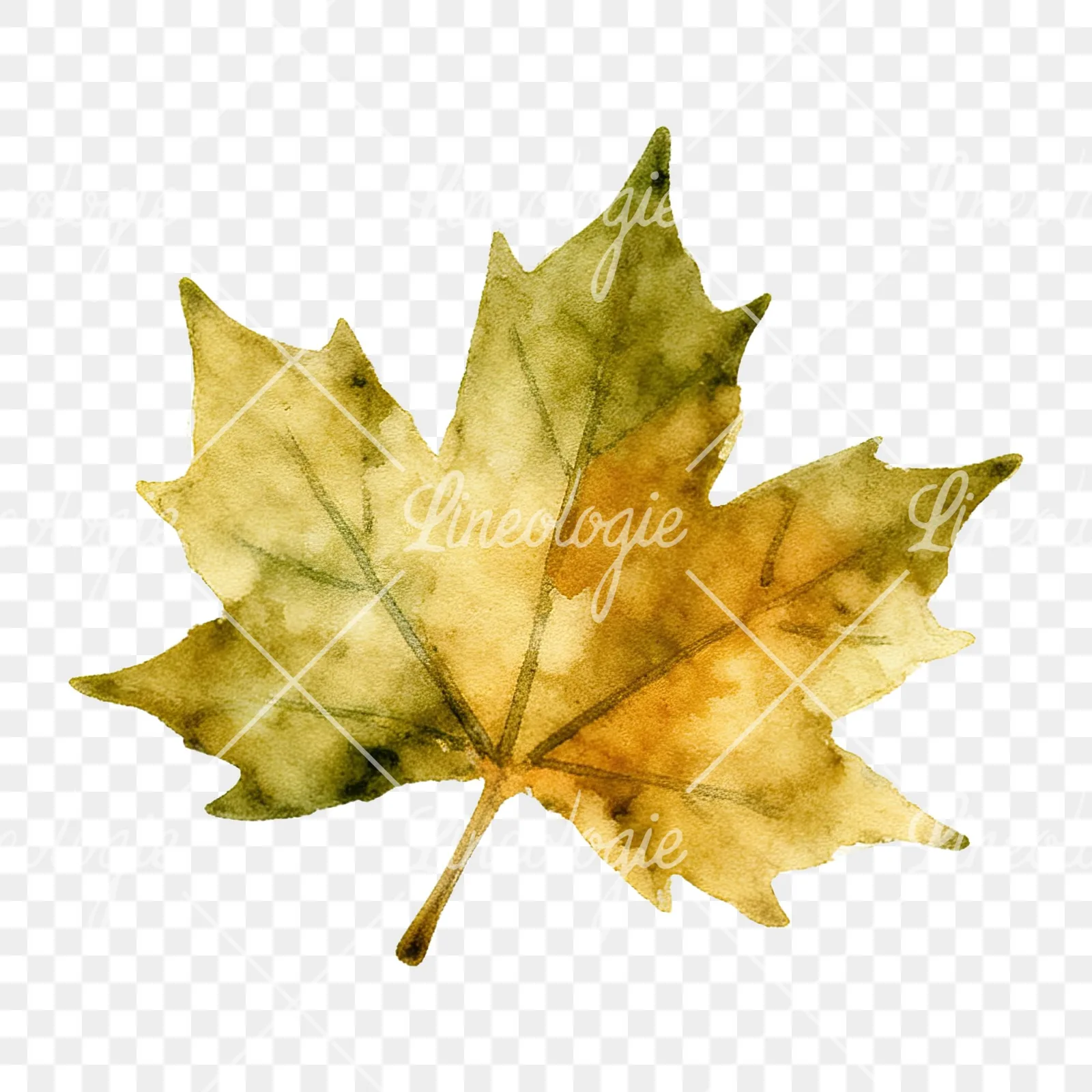 Watercolor autumn leaf with ginkgo clipart 5 of 12 on a transparent background (PNG)
