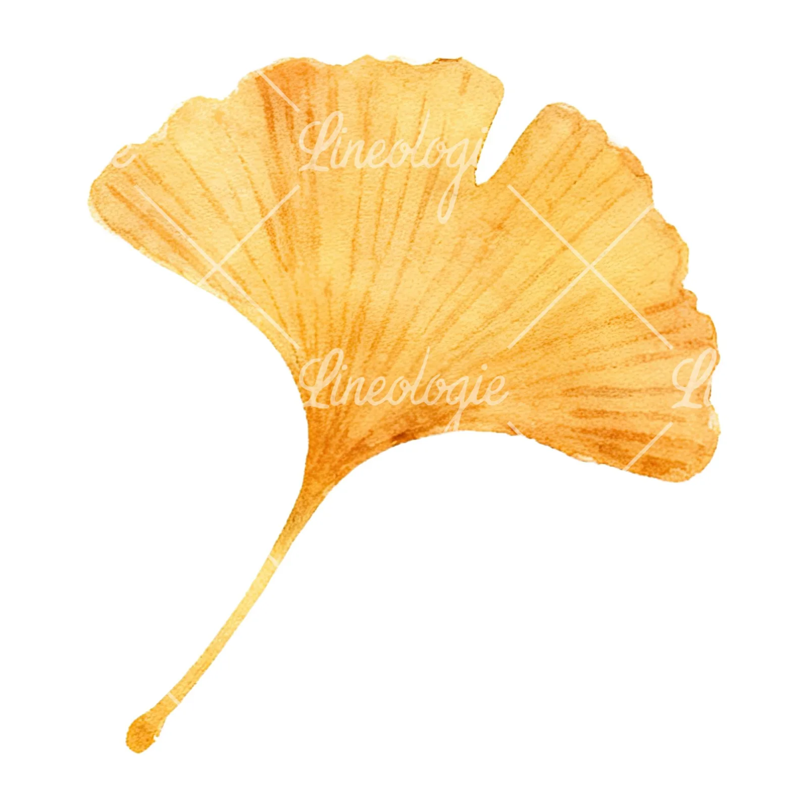 Watercolor autumn leaf with ginkgo clipart 6 of 12 on a white background (JPG)
