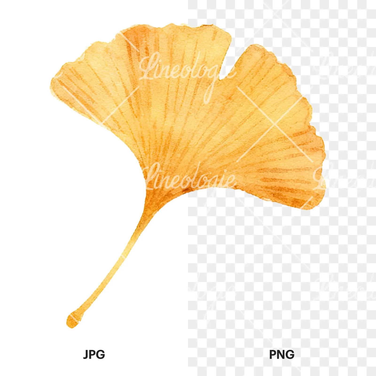 Watercolor autumn leaf with ginkgo clipart 6 of 12, as a JPG on white and a transparent PNG
