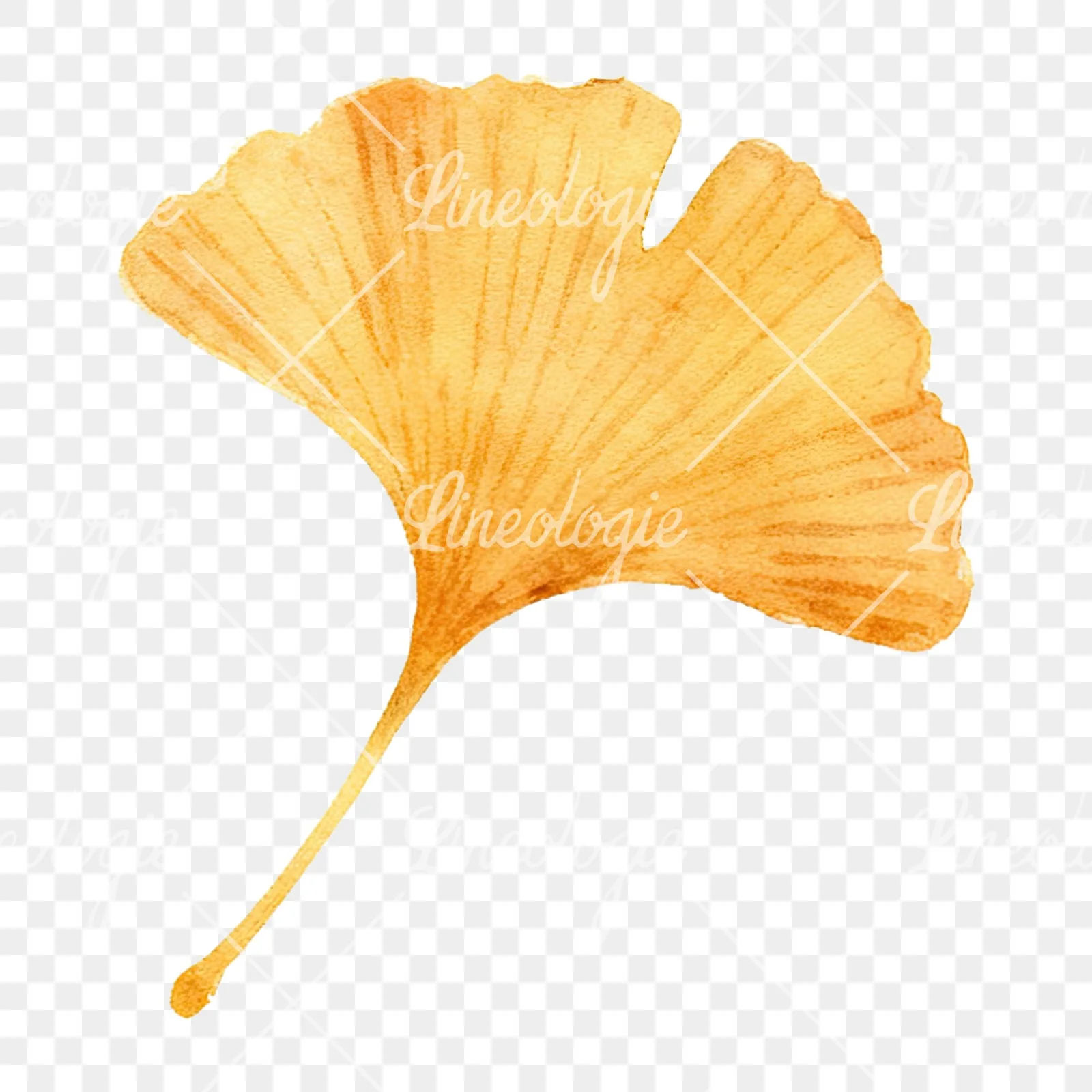 Watercolor autumn leaf with ginkgo clipart 6 of 12 on a transparent background (PNG)