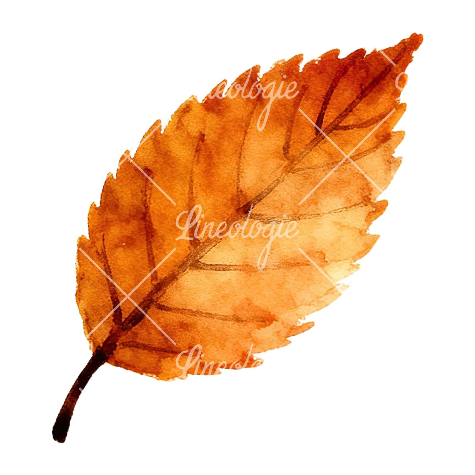 Watercolor autumn leaf with ginkgo clipart 7 of 12 on a white background (JPG)
