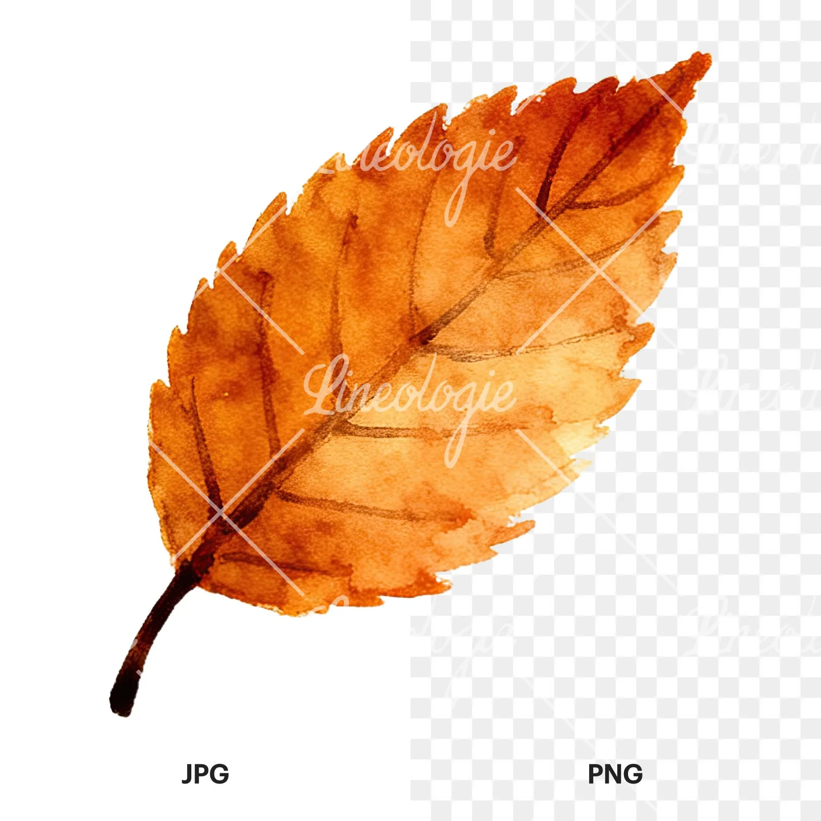 Watercolor autumn leaf with ginkgo clipart 7 of 12, as a JPG on white and a transparent PNG