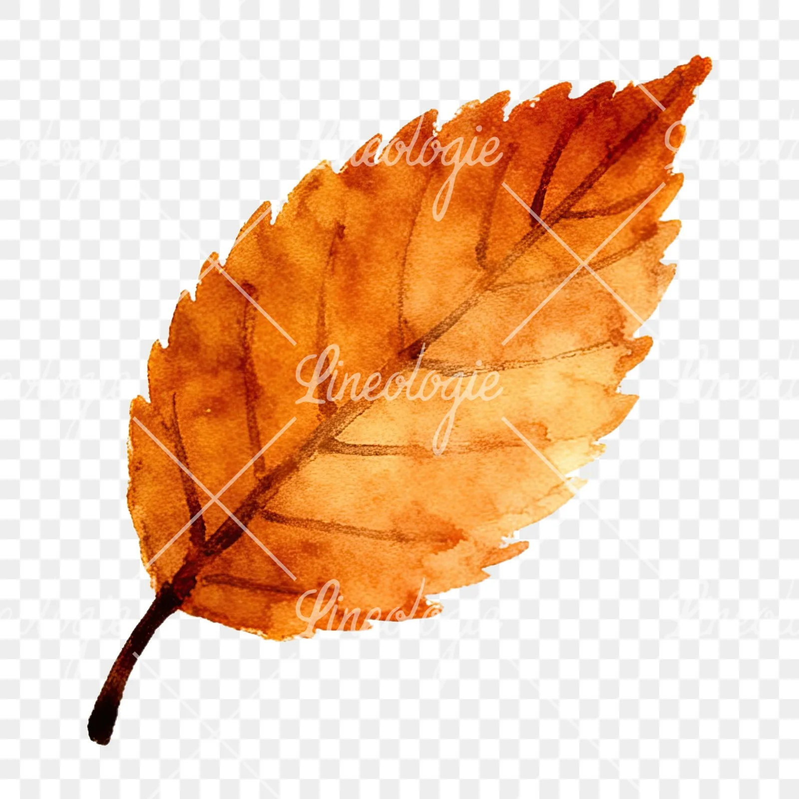 Watercolor autumn leaf with ginkgo clipart 7 of 12 on a transparent background (PNG)