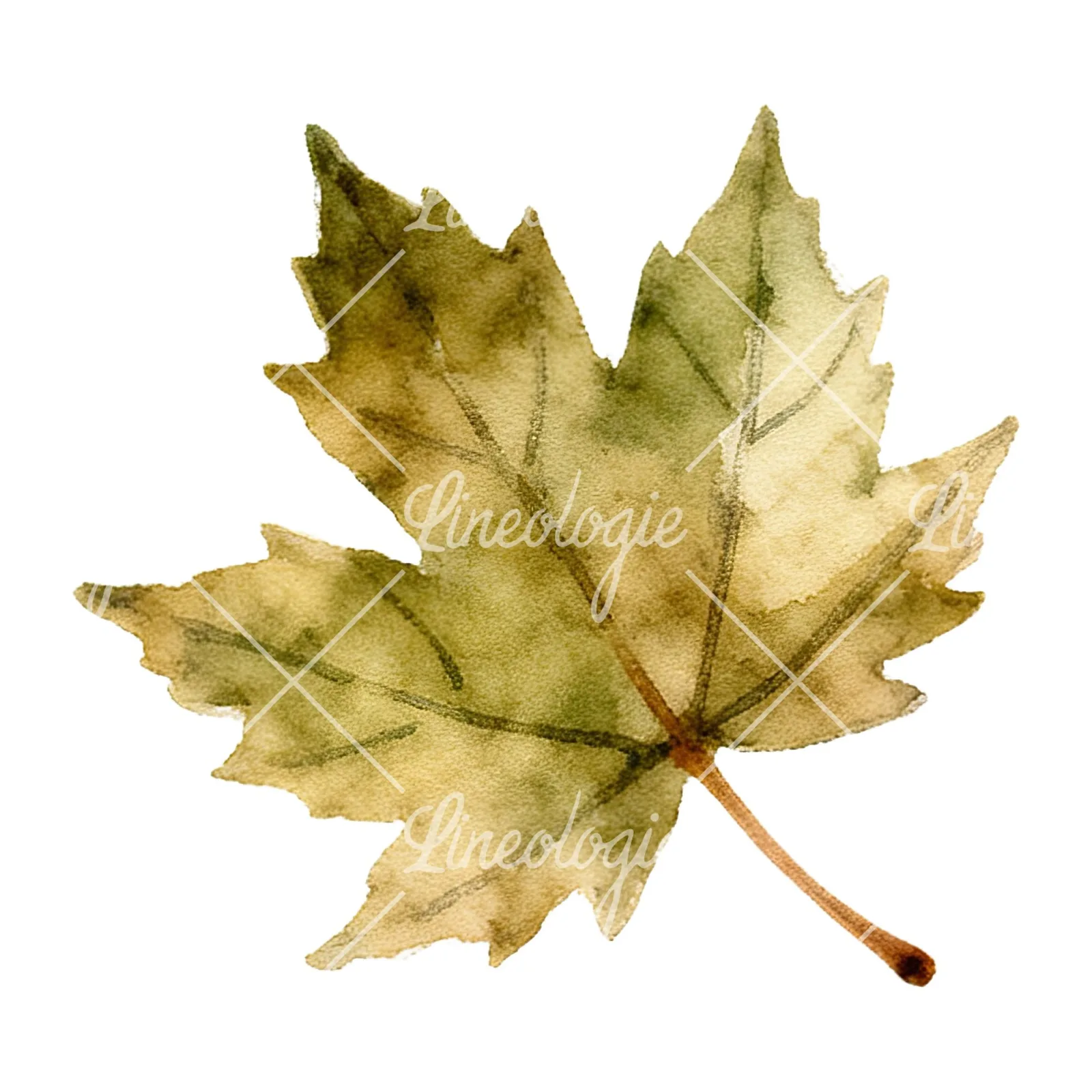 Watercolor autumn leaf with ginkgo clipart 8 of 12 on a white background (JPG)