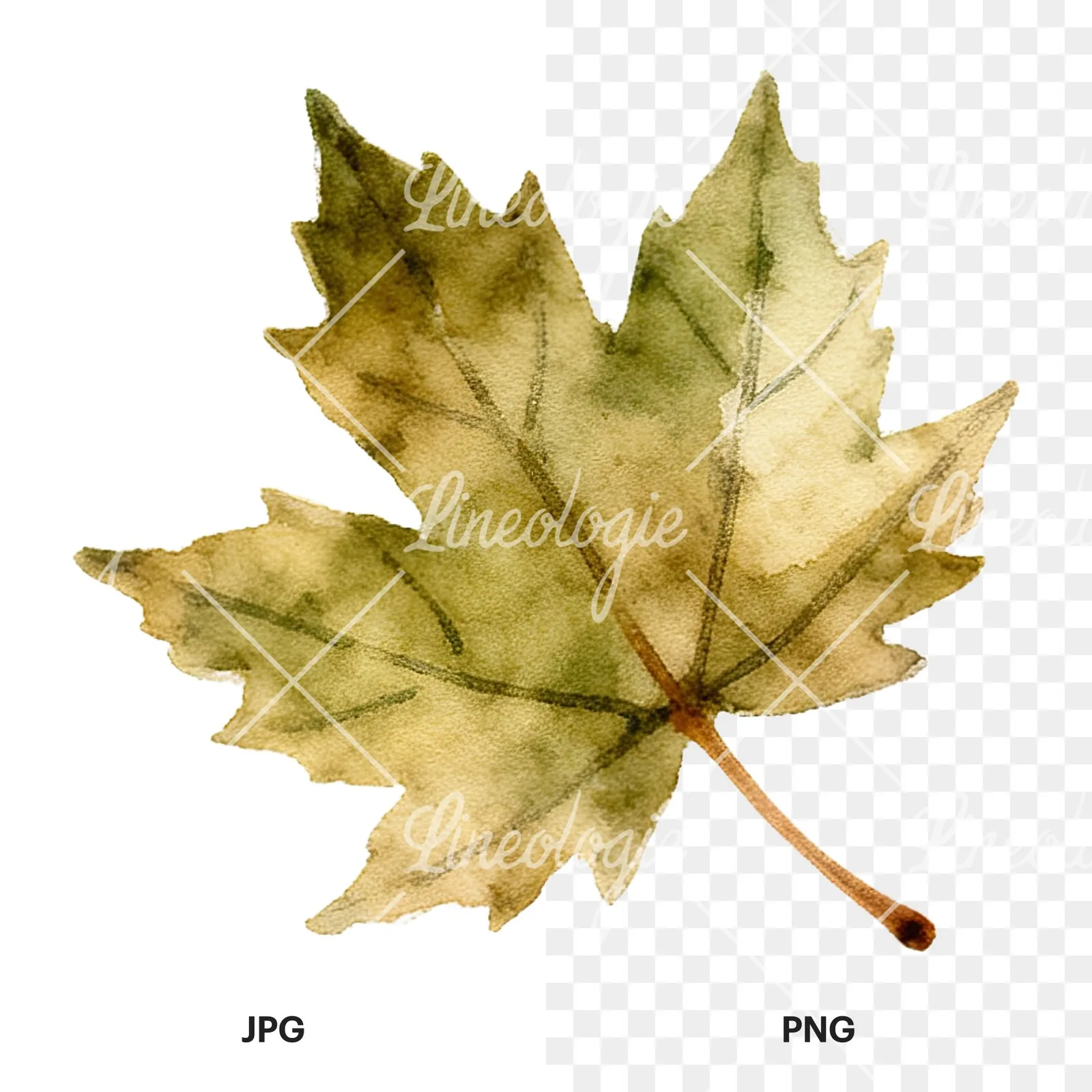 Watercolor autumn leaf with ginkgo clipart 8 of 12, as a JPG on white and a transparent PNG