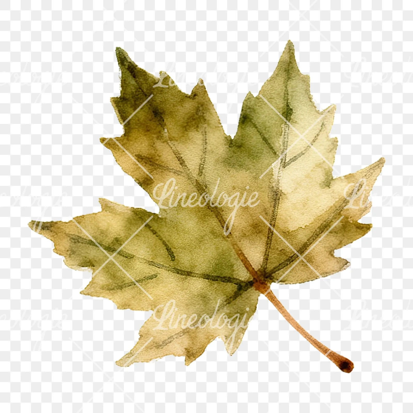 Watercolor autumn leaf with ginkgo clipart 8 of 12 on a transparent background (PNG)