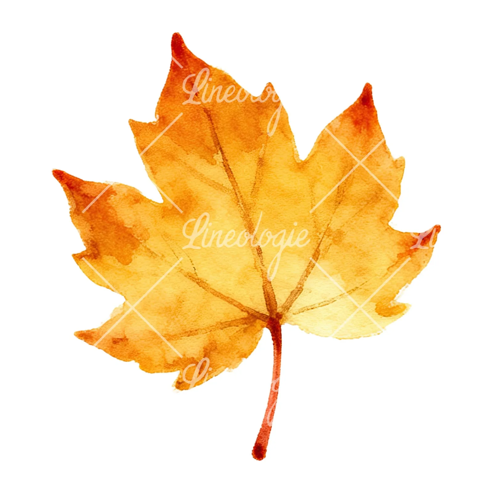 Watercolor autumn leaf with ginkgo clipart 9 of 12 on a white background (JPG)