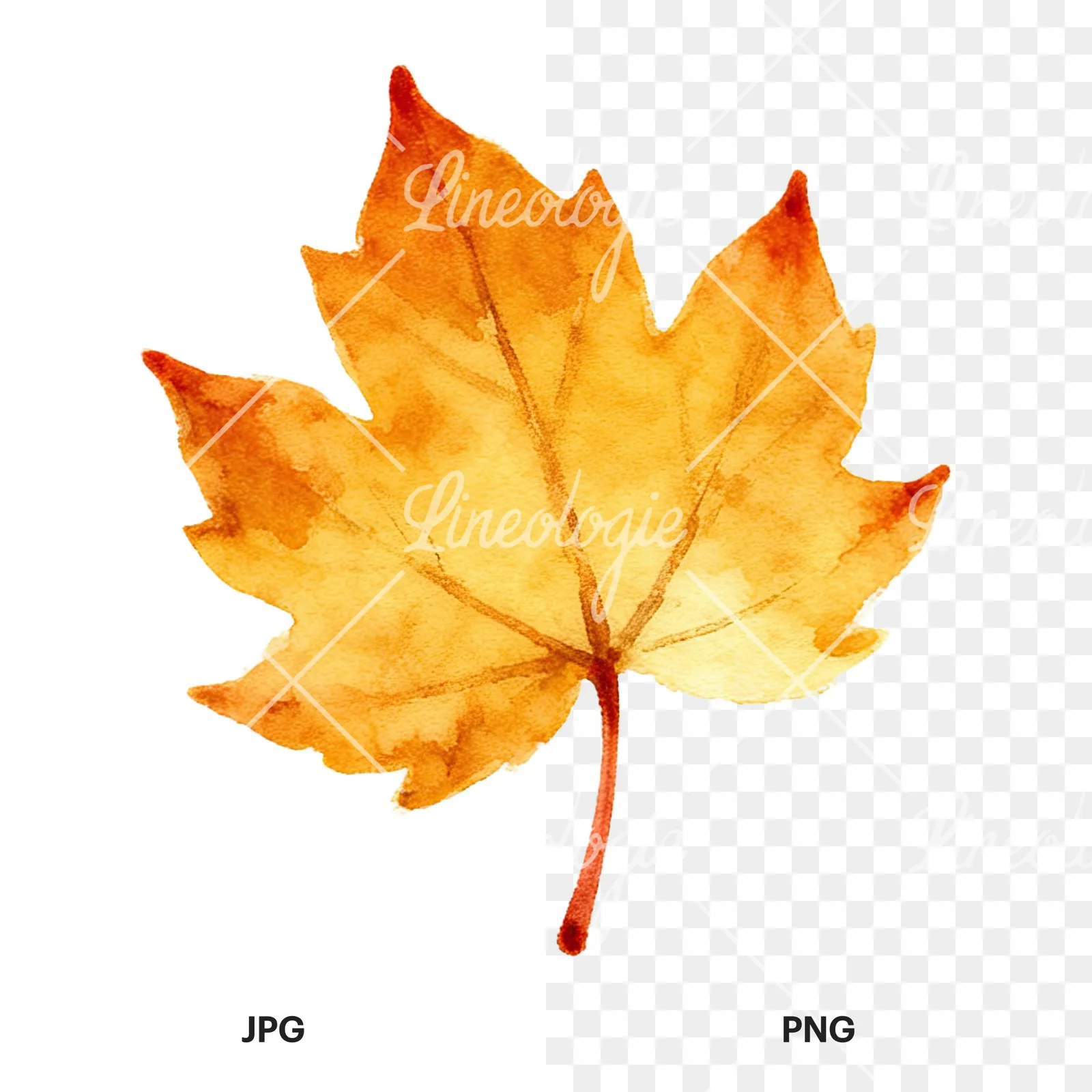Watercolor autumn leaf with ginkgo clipart 9 of 12, as a JPG on white and a transparent PNG