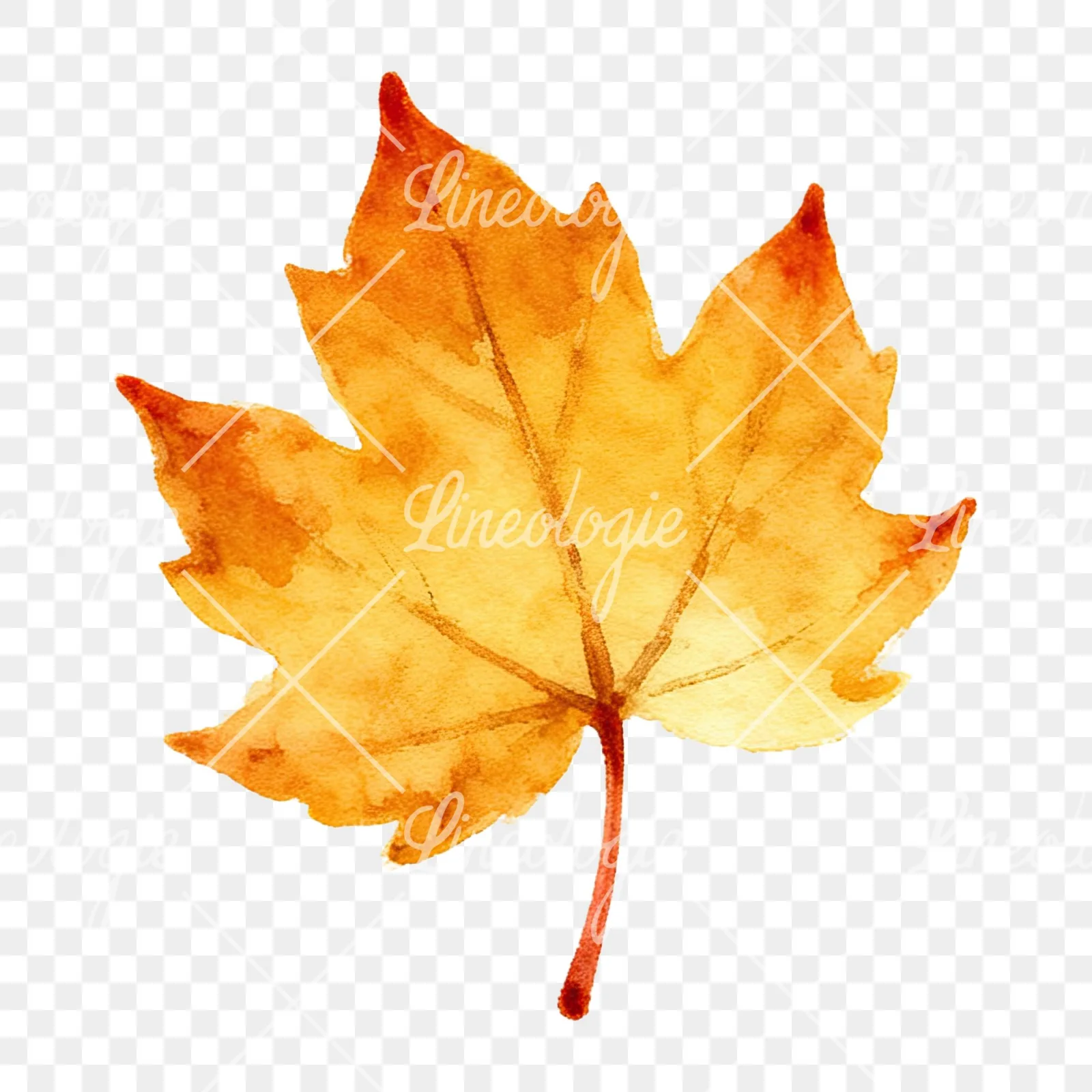 Watercolor autumn leaf with ginkgo clipart 9 of 12 on a transparent background (PNG)