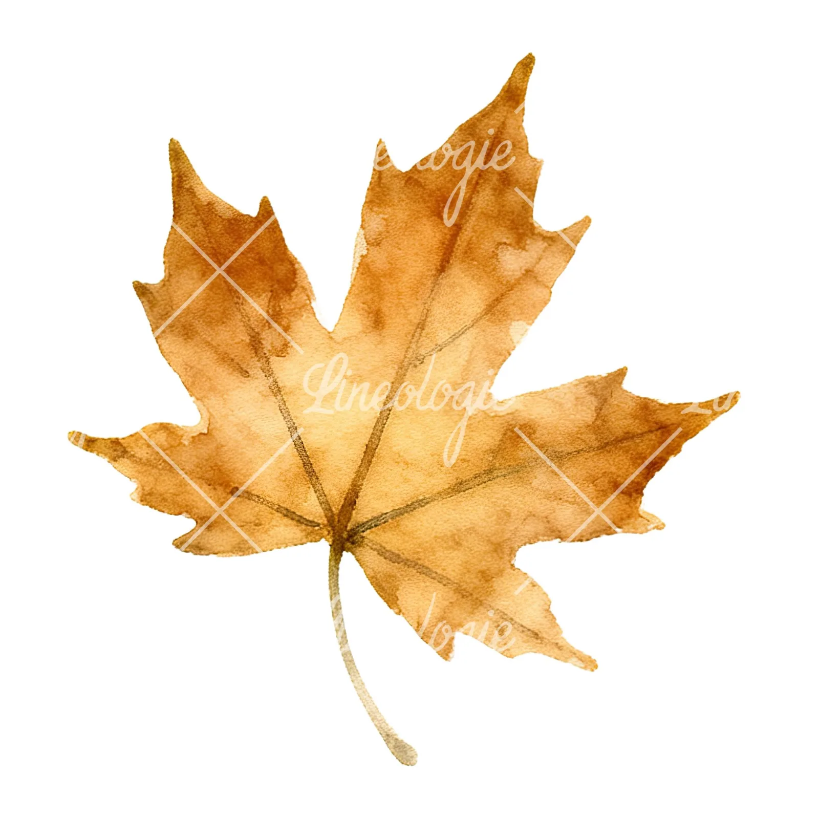 Watercolor autumn leaf with ginkgo clipart 10 of 12 on a white background (JPG)