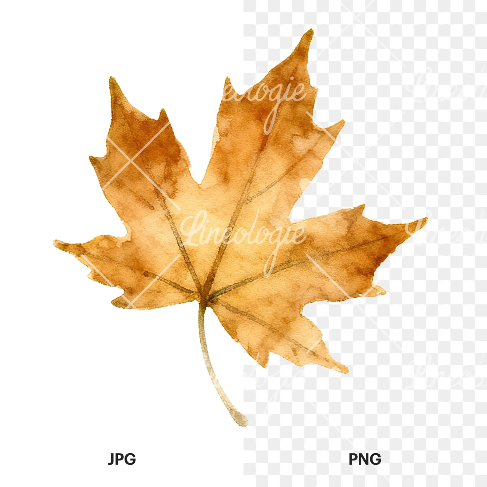 Watercolor autumn leaf with ginkgo clipart 10 of 12, as a JPG on white and a transparent PNG