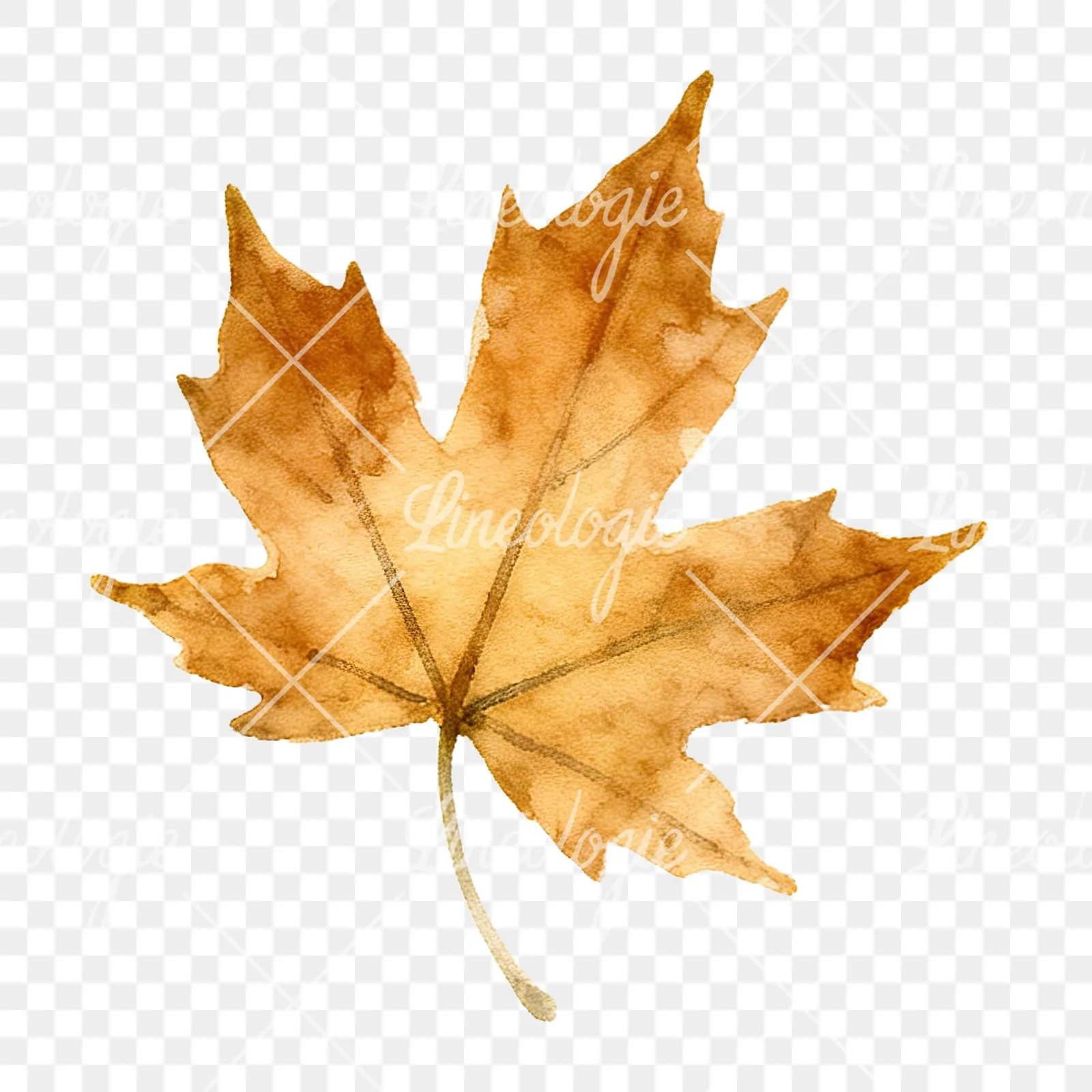 Watercolor autumn leaf with ginkgo clipart 10 of 12 on a transparent background (PNG)