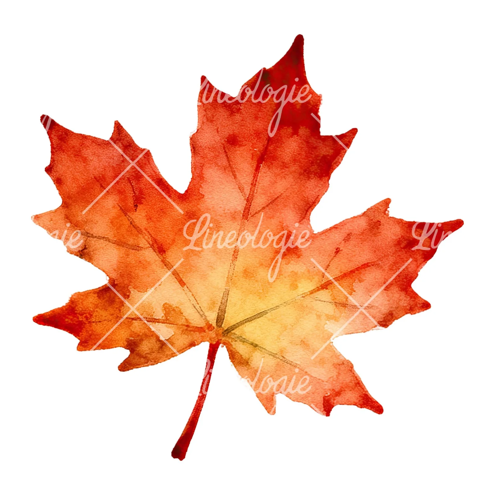 Watercolor autumn leaf with ginkgo clipart 11 of 12 on a white background (JPG)