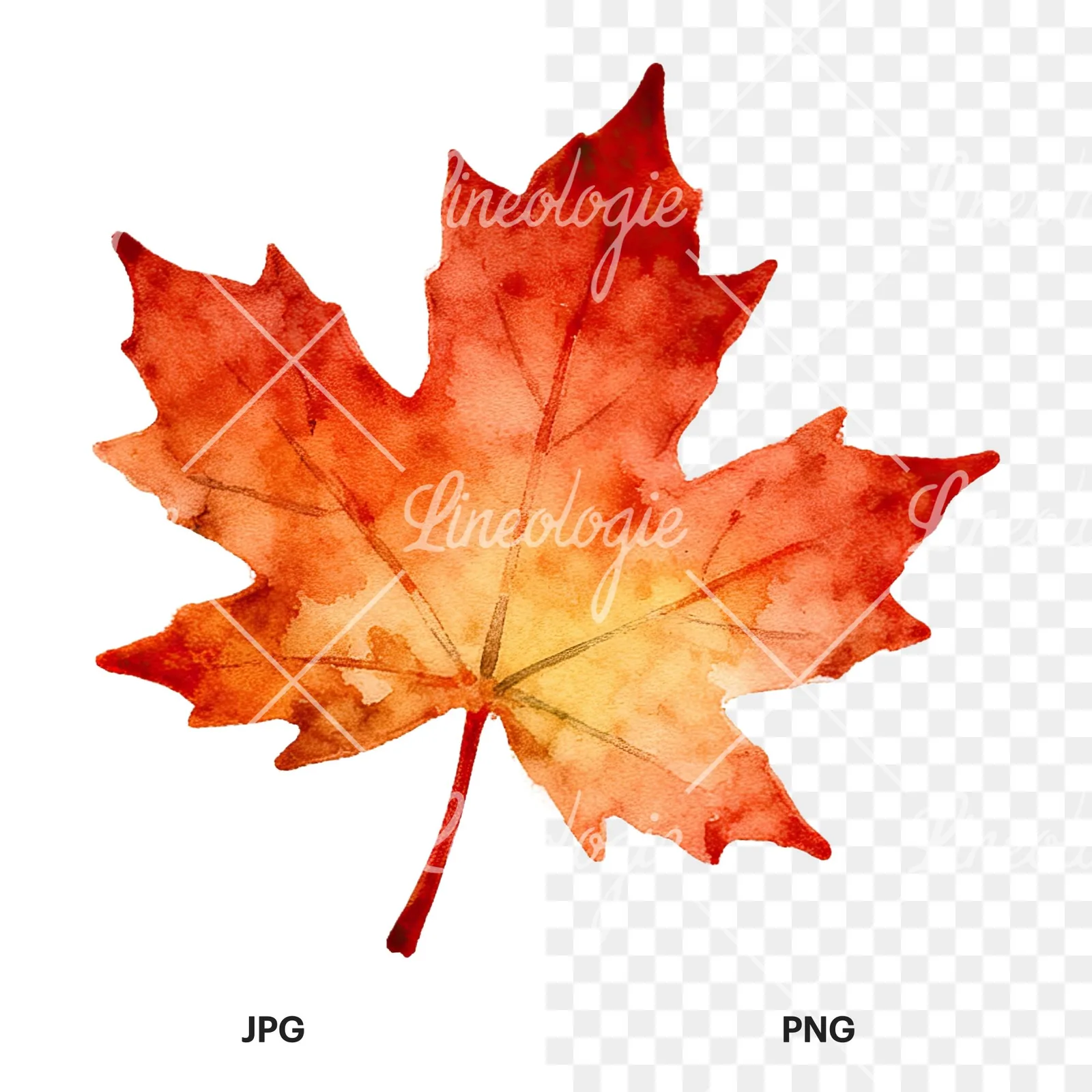 Watercolor autumn leaf with ginkgo clipart 11 of 12, as a JPG on white and a transparent PNG