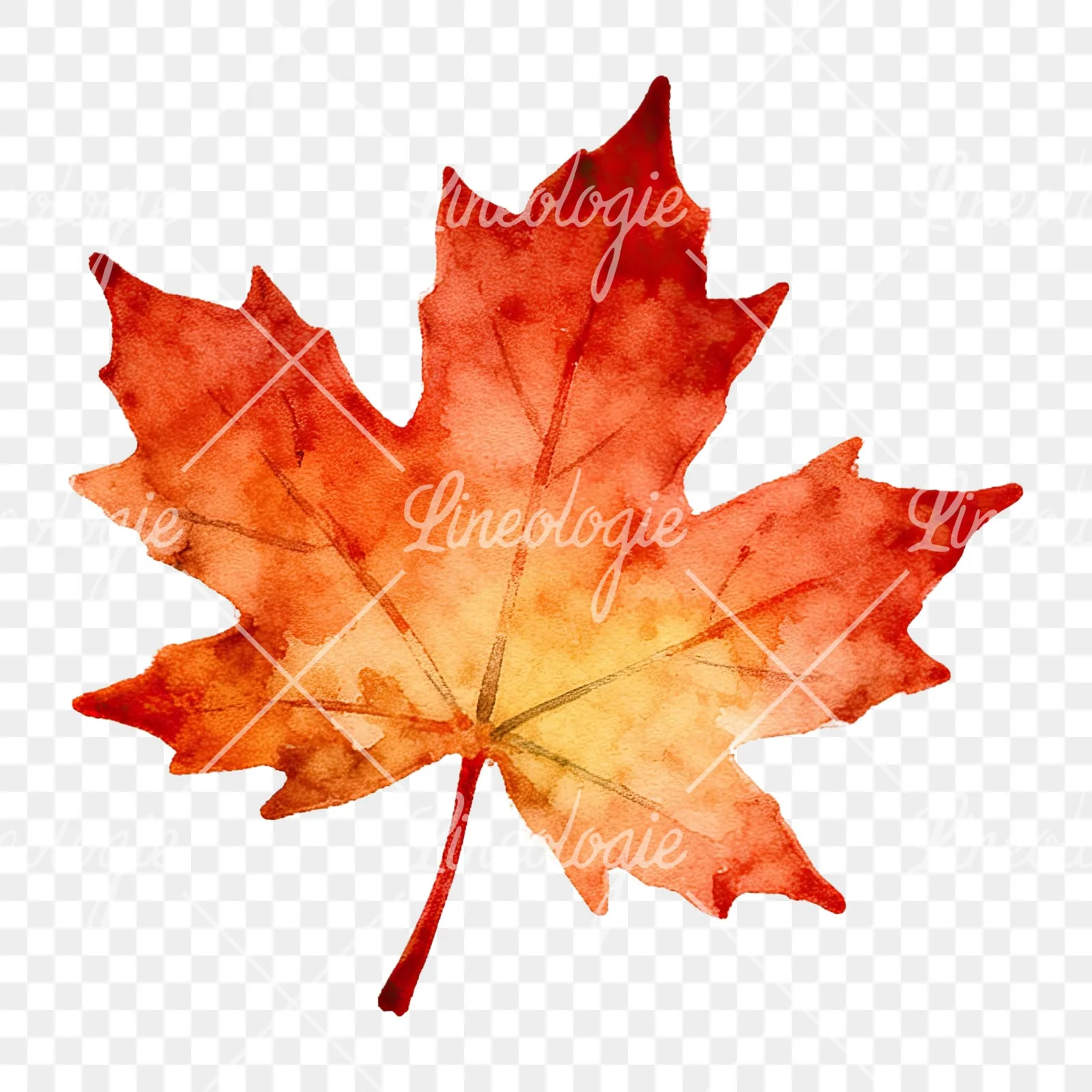 Watercolor autumn leaf with ginkgo clipart 11 of 12 on a transparent background (PNG)