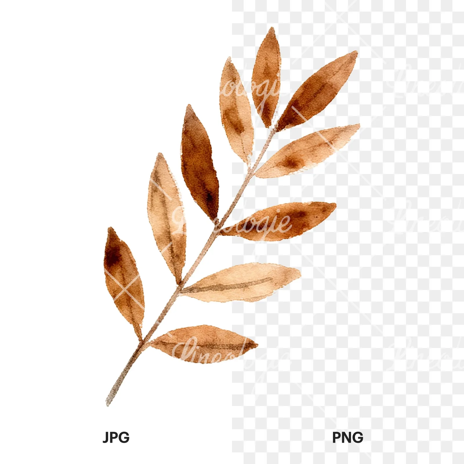 Watercolor autumn leaf with ginkgo clipart 12 of 12, as a JPG on white and a transparent PNG