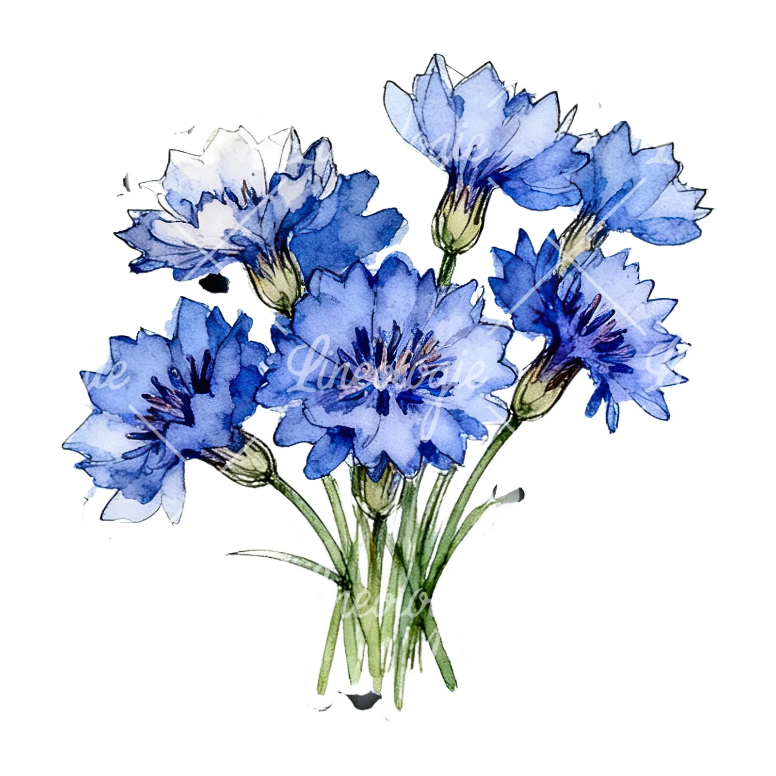 Watercolor dense blue cornflower bouquet clipart 2 of 12 on a white background (JPG)