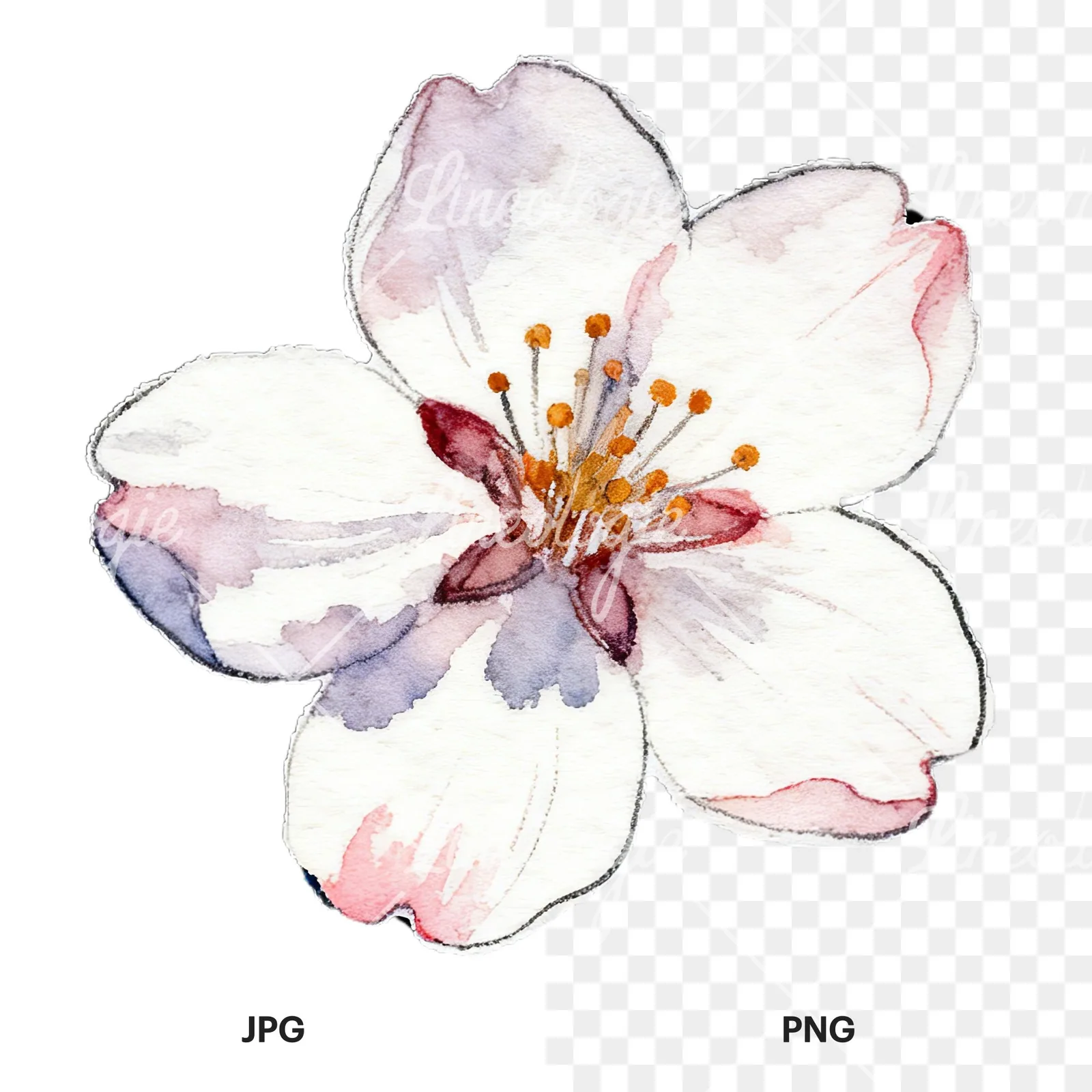 Watercolor pink and purple cherry blossom clipart 1 of 12, as a JPG on white and a transparent PNG